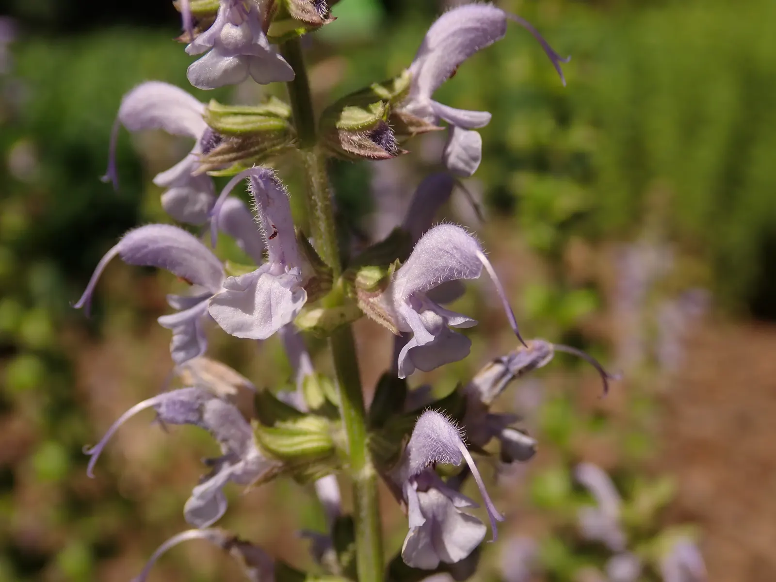 Meadow Sage (Salvia Nemorosa 'Crystal Blue') — Its aromatic foliage is deer and rabbit resistant, making it an excellent choice for low-maintenance gardens