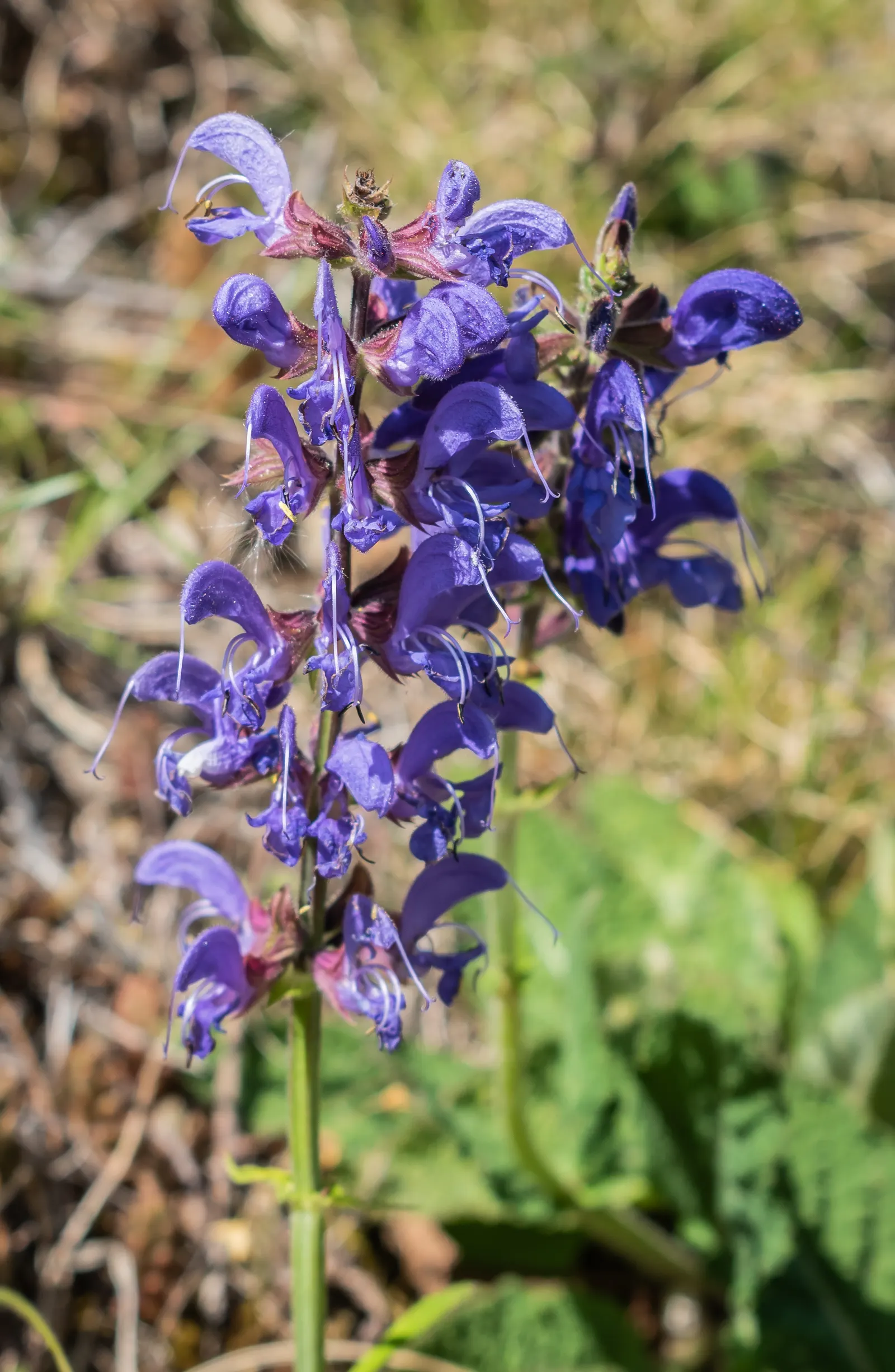 Meadow Sage (Salvia Nemorosa 'Crystal Blue') — This variety sets itself apart with its striking flower spikes