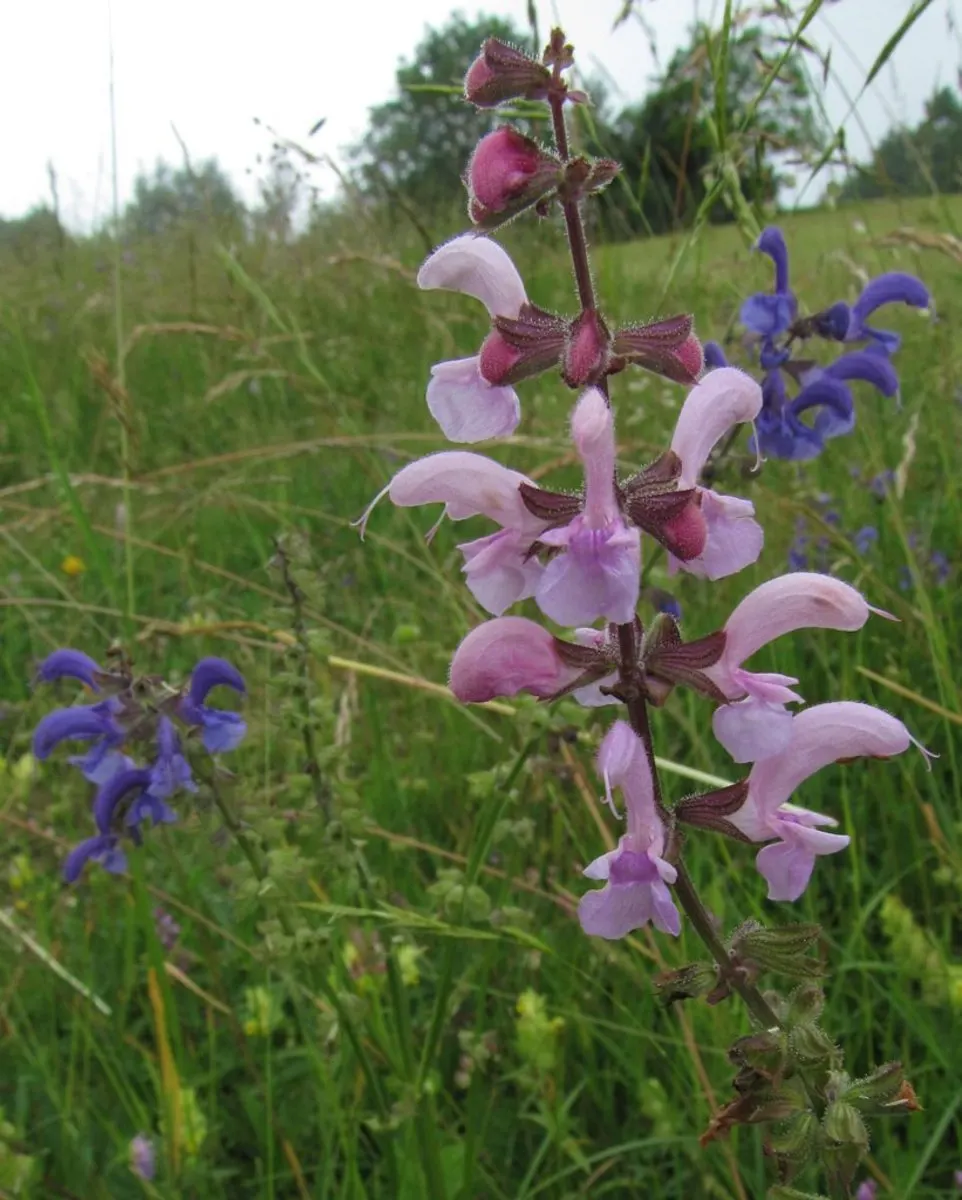 Meadow Sage (Salvia Nemorosa 'Crystal Blue') — soft blue blossoms - an exceptional hue within the Salvia family