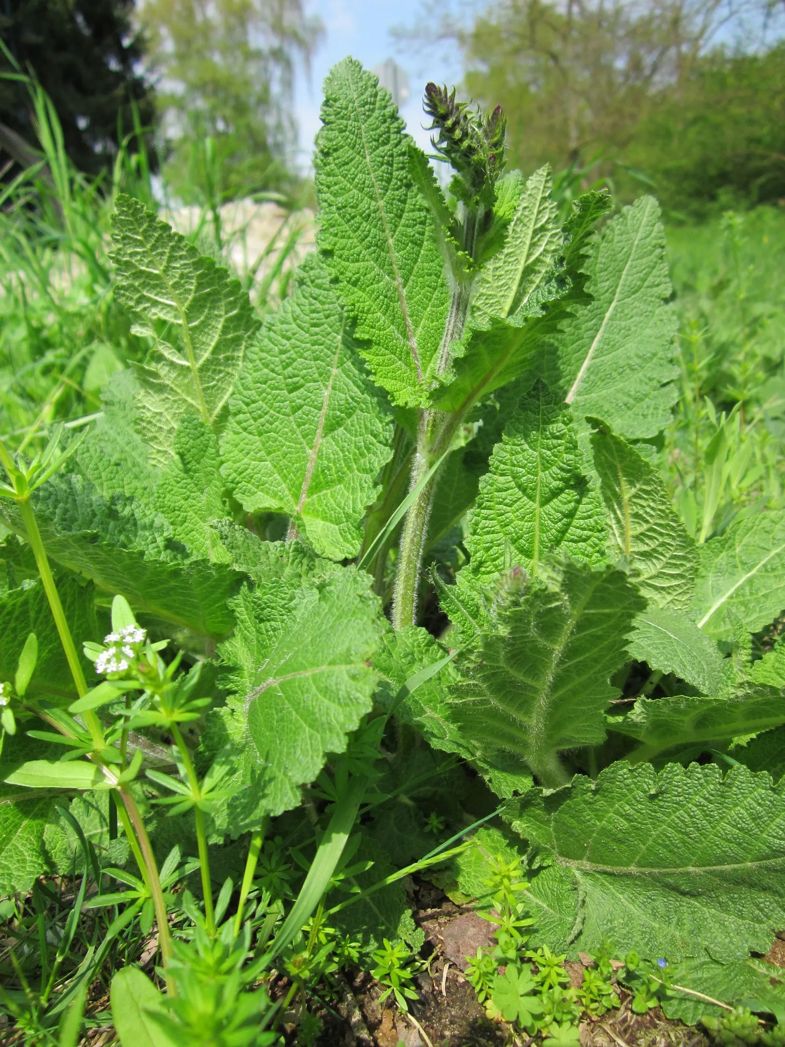 Meadow Sage (Salvia Nemorosa 'Crystal Blue') — presents itself as a captivating perennial