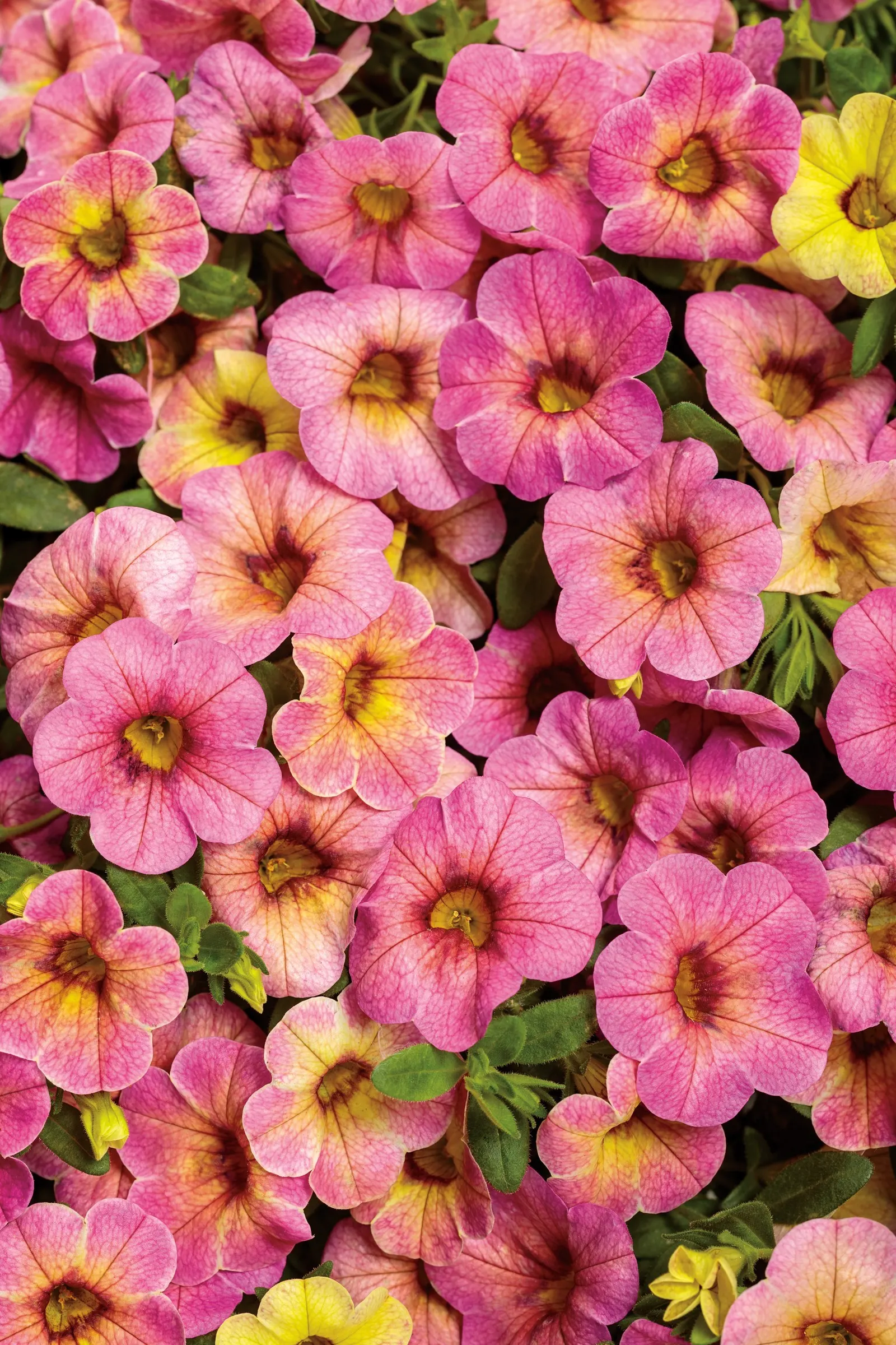 Pink Lemonade Calibrachoa — Best in part sun to sun, it prefers well-drained soil, average water, and regular feeding in containers