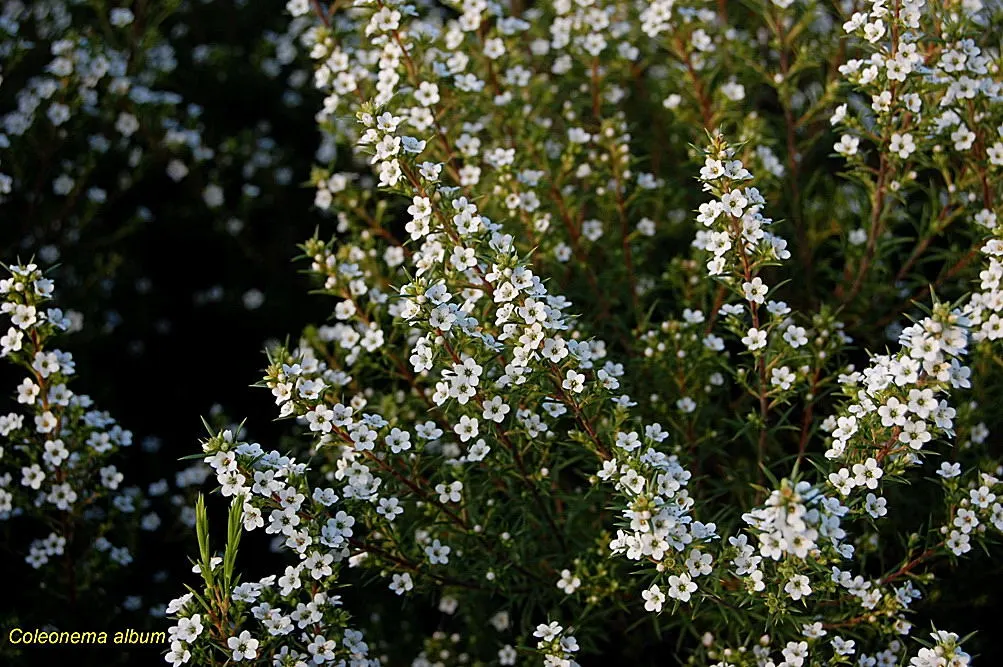 White Breath Of Heaven, (Coleonema Album) — allowing plenty of room for its airy growth habit