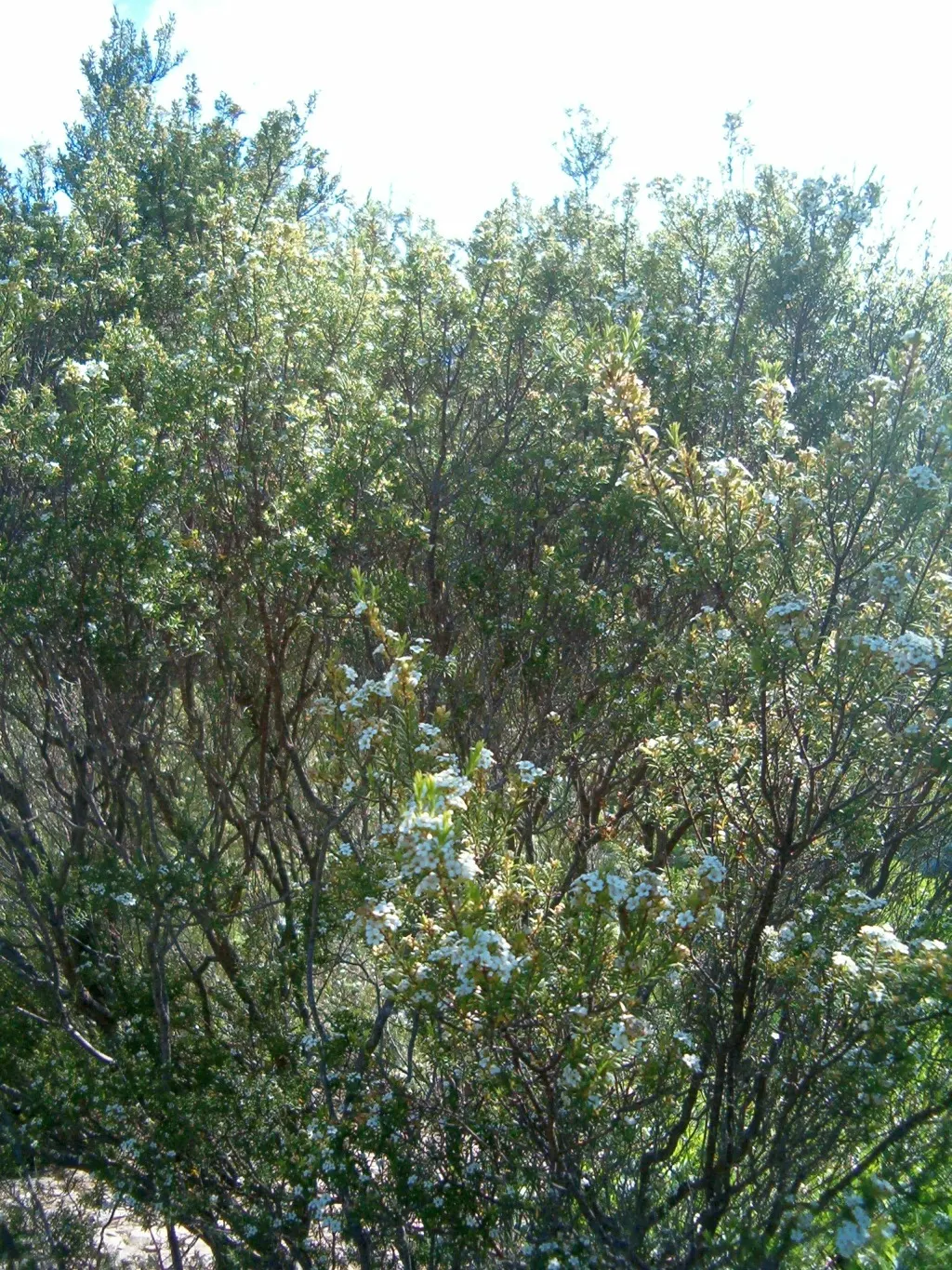 White Breath Of Heaven, (Coleonema Album) — star-shaped flowers that exude a spicy fragrance reminiscent of the cool