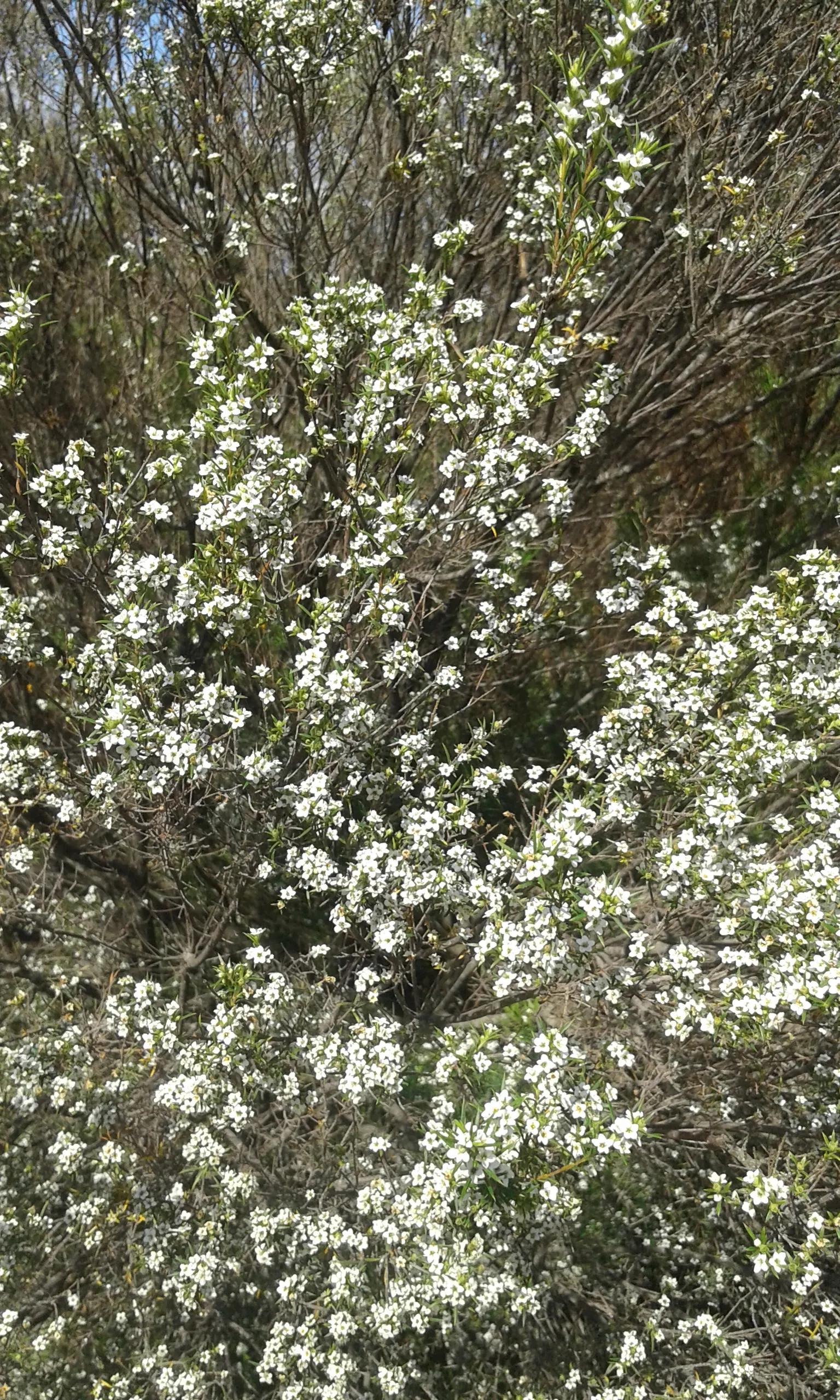 White Breath Of Heaven, (Coleonema Album) — or when massed as an aromatic ground cover