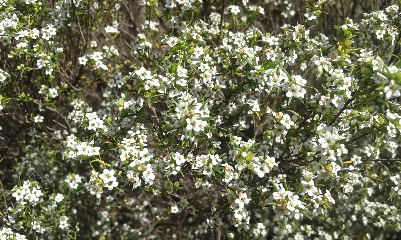 White Breath Of Heaven, (Coleonema Album) — Additionally, it's an excellent candidate for coastal gardens due to its tolerance of salty air