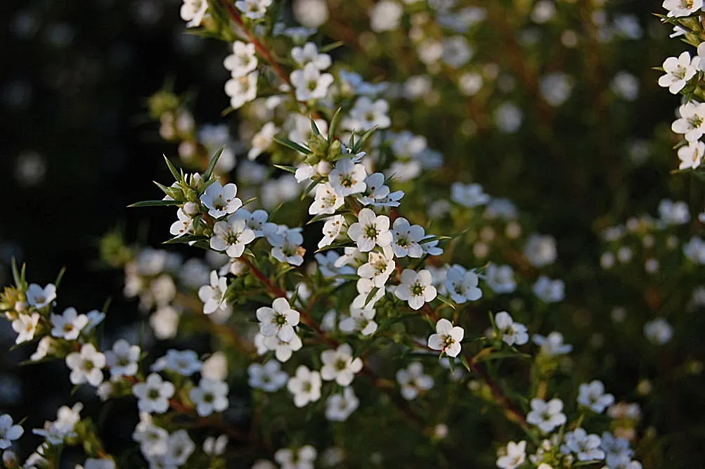 White Breath Of Heaven, (Coleonema Album) — It exhibits moderate drought tolerance once established