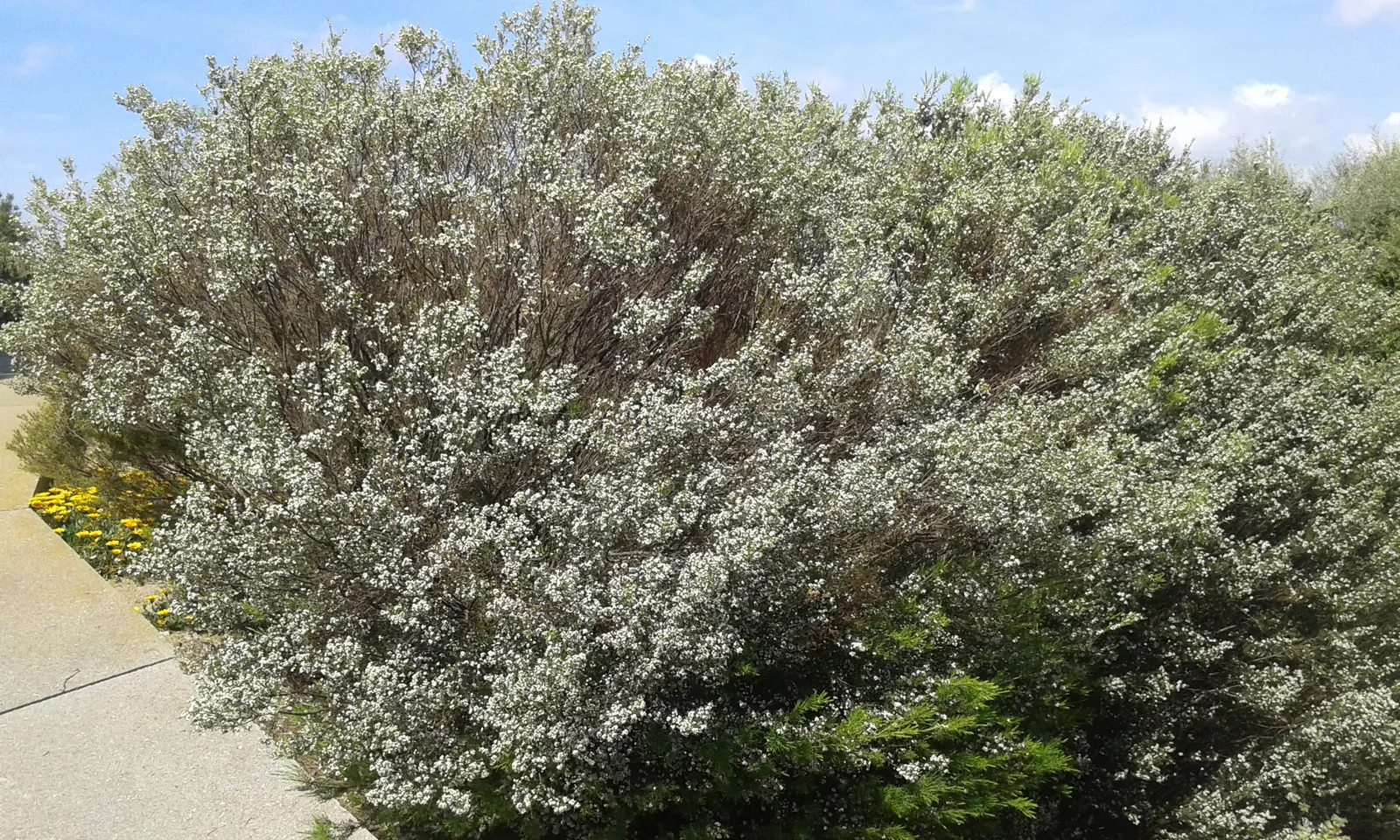 White Breath Of Heaven, (Coleonema Album) — Ideal for adding texture and a sensory experience to coastal or Mediterranean landscapes