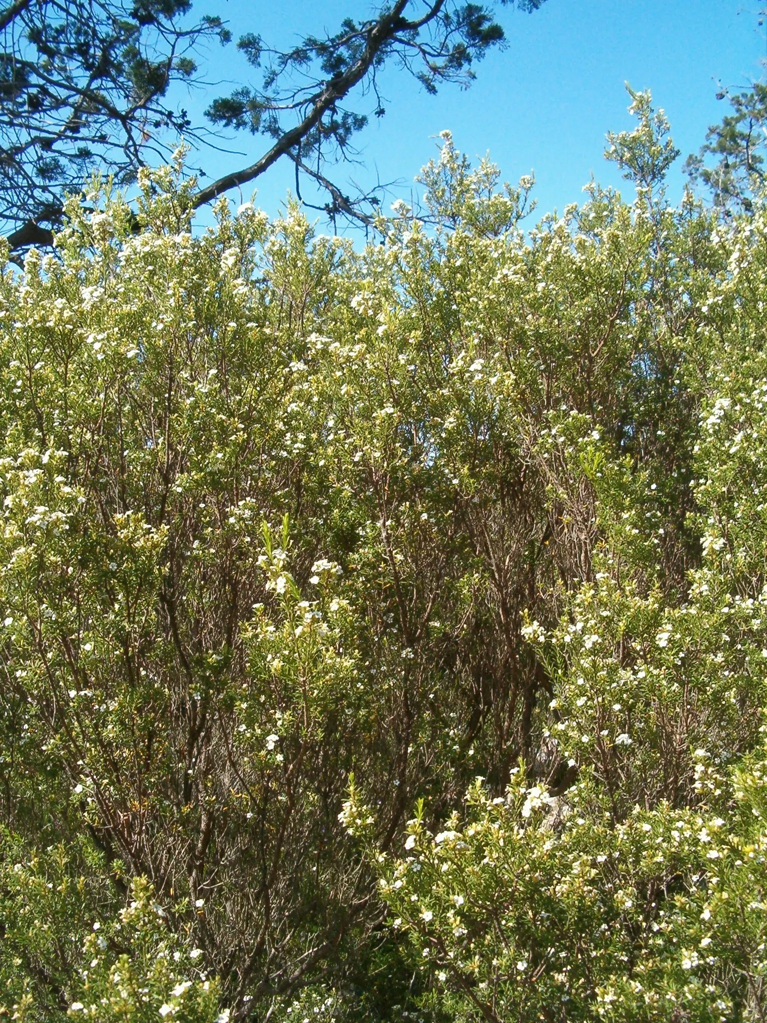 White Breath Of Heaven, (Coleonema Album) — needle-like leaves and star-shaped white flowers that emit a spicy fragrance