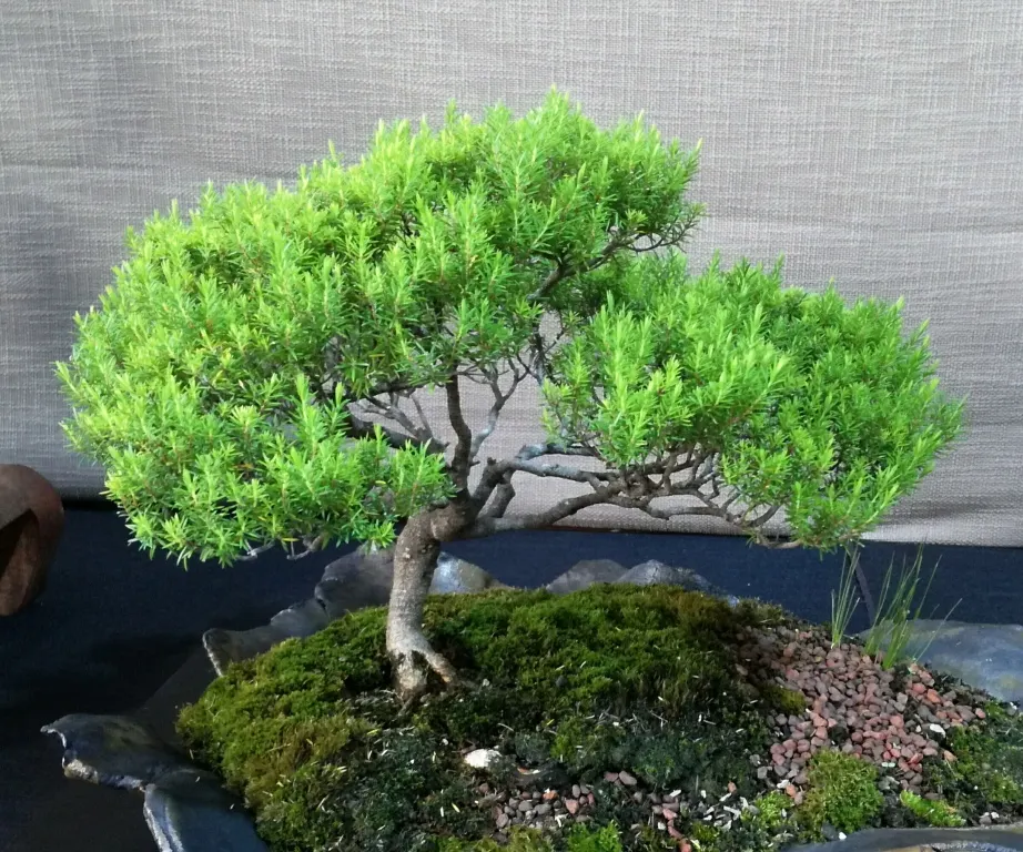 White Breath Of Heaven, (Coleonema Album) — needle-like foliage and the profuse display of white