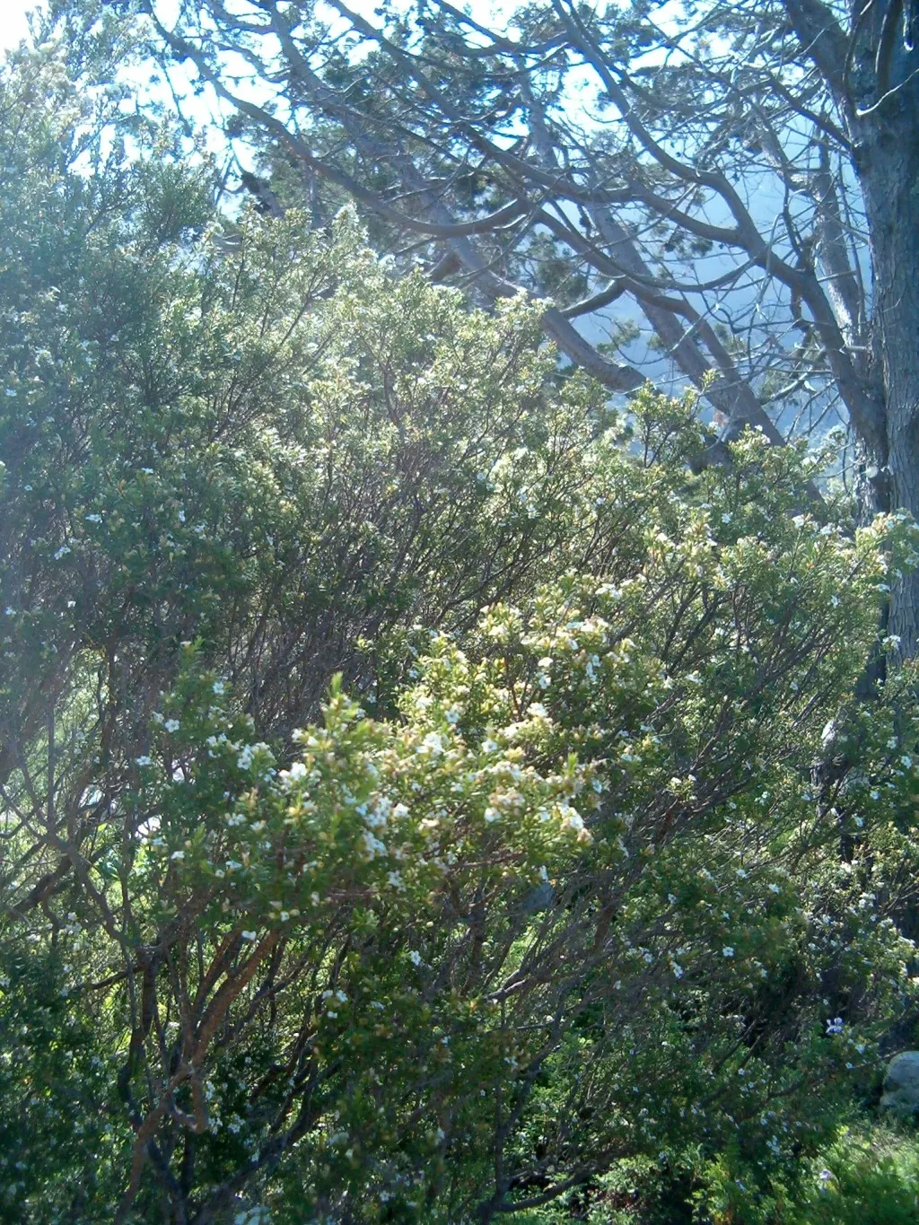 White Breath Of Heaven, (Coleonema Album) — Preferring full sun to partial shade, it is drought-tolerant once established