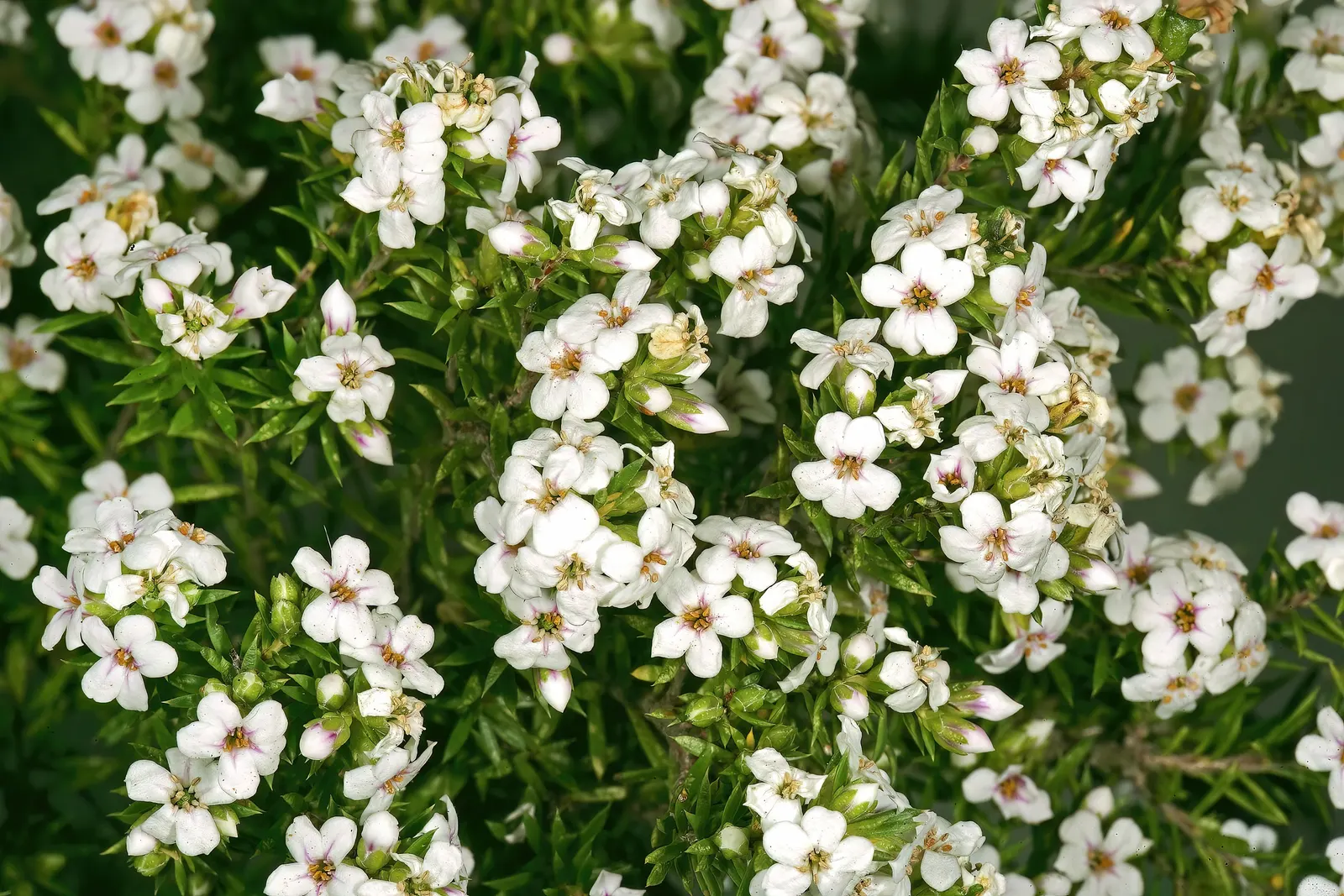 White Breath Of Heaven, (Coleonema Album) — fresh air of its native South African habitat