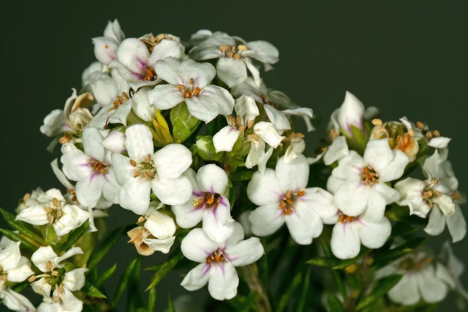 White Breath Of Heaven, (Coleonema Album) — the White Breath of Heaven prefers full sun to partial shade exposure