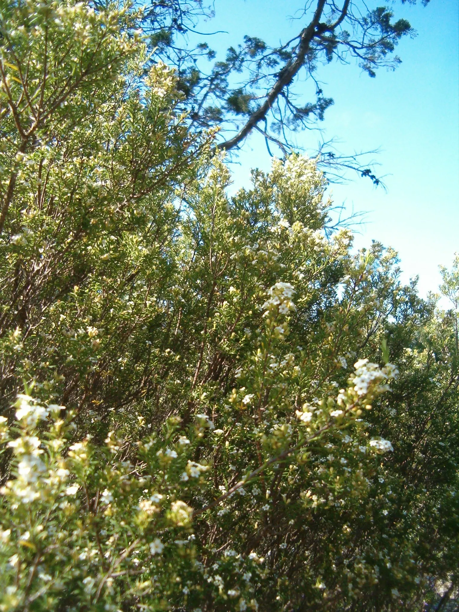 White Breath Of Heaven, (Coleonema Album) — thriving in well-drained soil