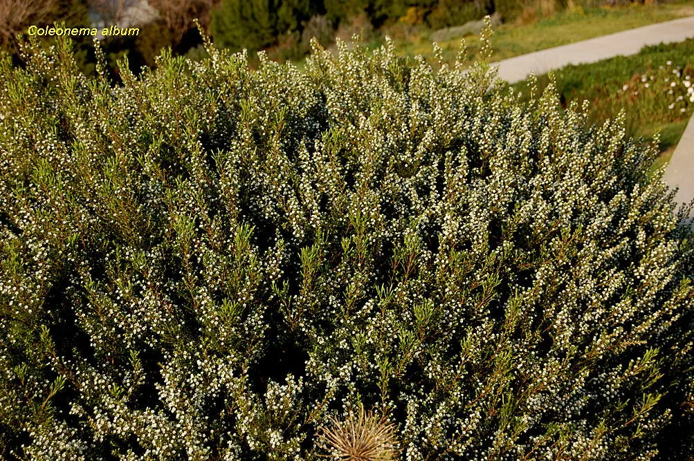 White Breath Of Heaven, (Coleonema Album) — This enchanting shrub is sure to be a delight for any client