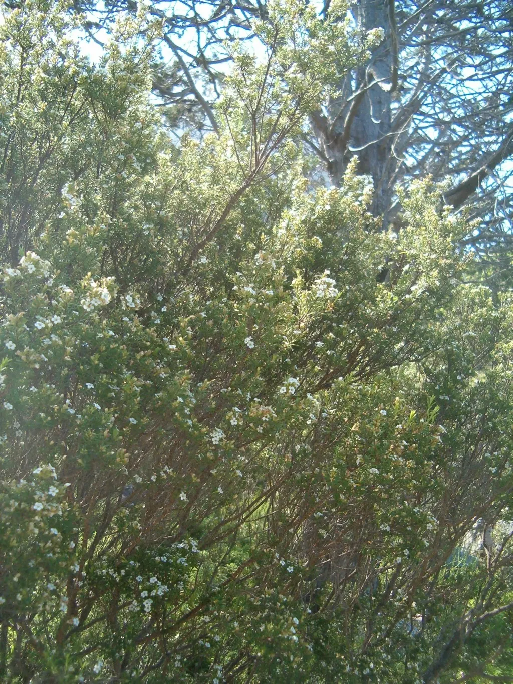 White Breath Of Heaven, (Coleonema Album) — This delicate-looking plant matures to about 4-6 feet in height and spreads 4-6 feet wide