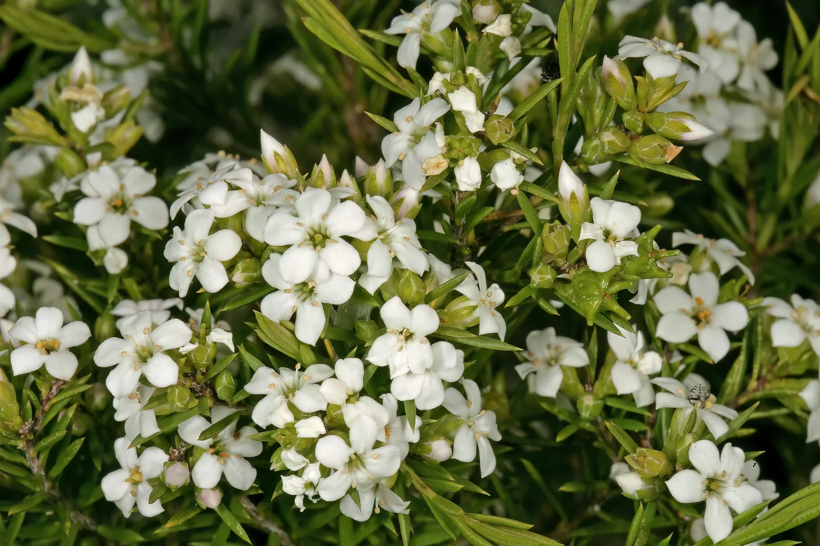 White Breath Of Heaven, (Coleonema Album) — aside from occasional pruning to maintain its shape and promote denser growth