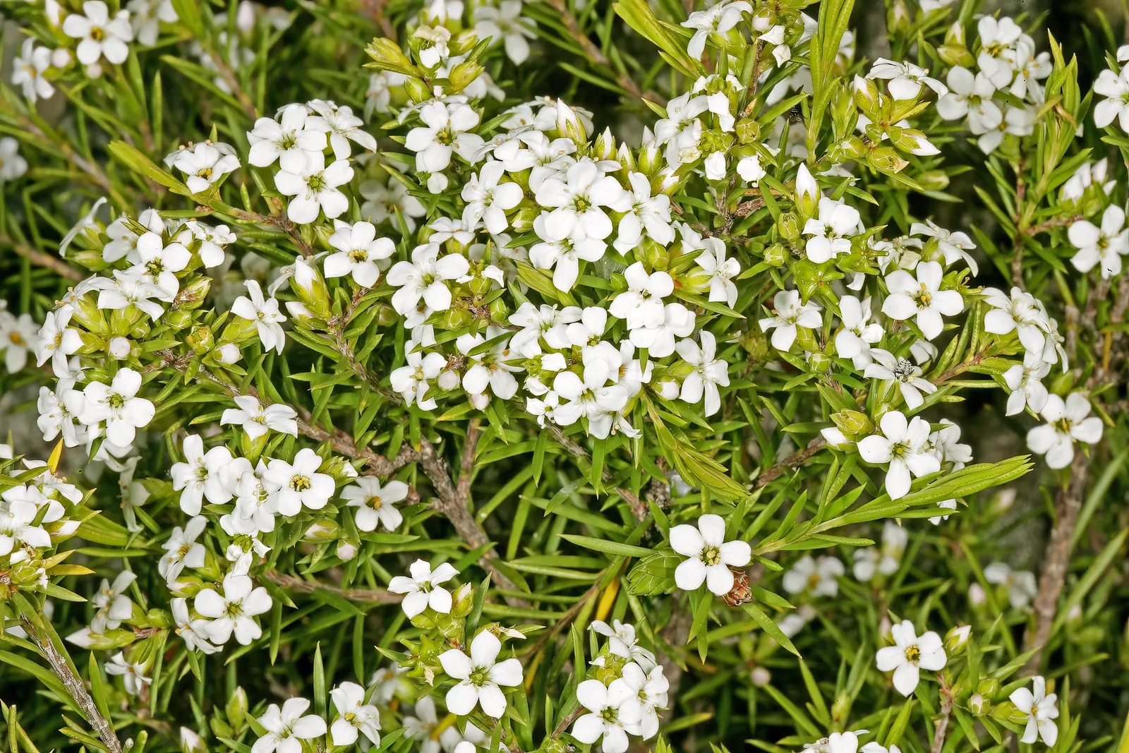 White Breath Of Heaven, (Coleonema Album) — This ornate plant typically reaches a mature height of 3 to 5 feet and can spread equally wide
