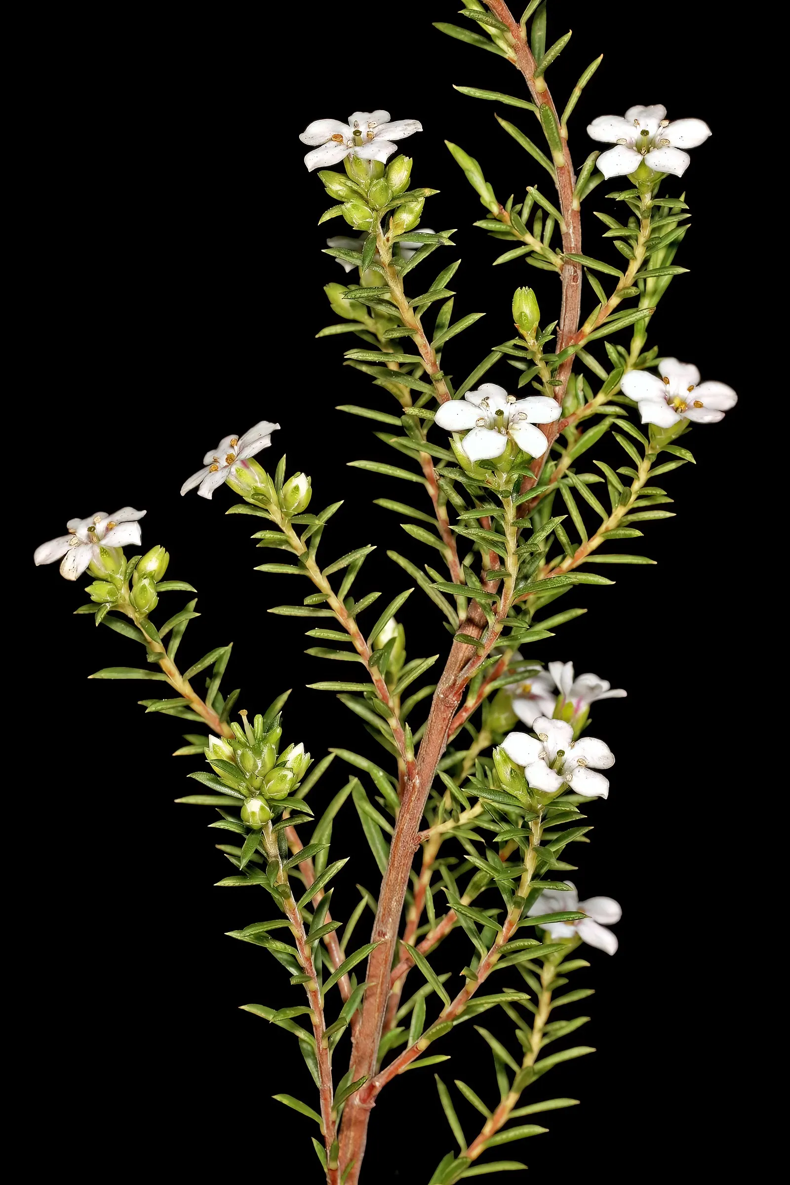 White Breath Of Heaven, (Coleonema Album) — Blooms in late winter to spring