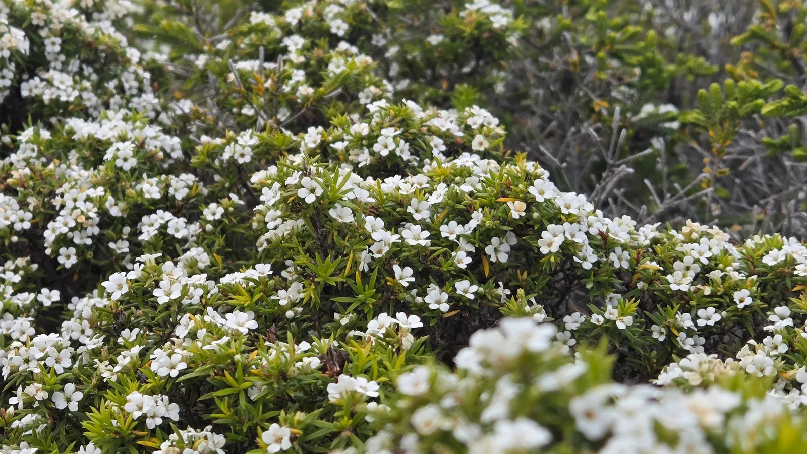 White Breath Of Heaven, (Coleonema Album) — is a captivating evergreen shrub renowned for its fine
