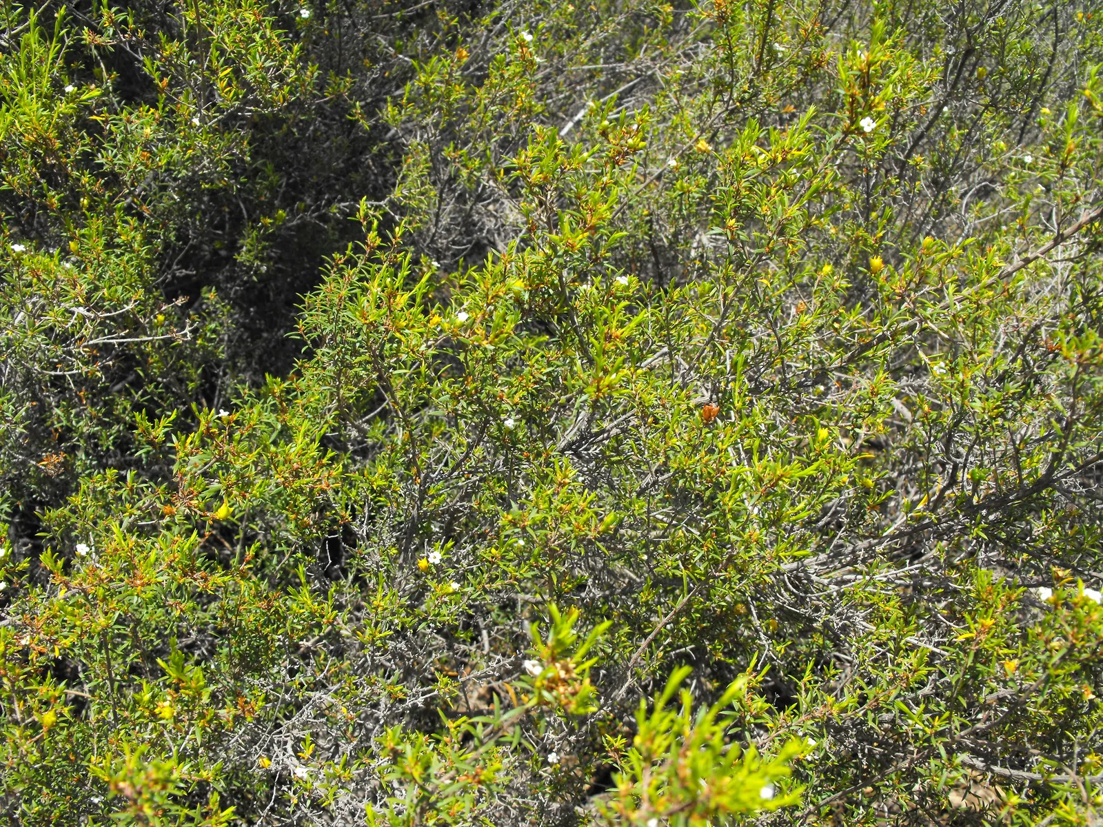 White Breath Of Heaven, (Coleonema Album) — White Breath of Heaven (Coleonema album) is an evergreen shrub with fine