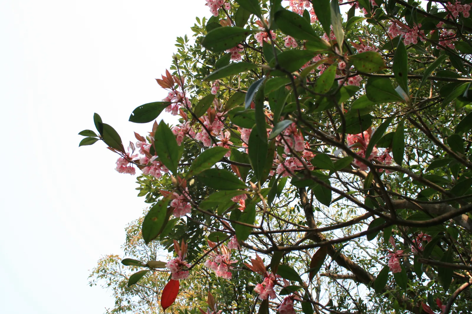 Enkianthus (Enkianthus Cam. 'Albiflorus') — Enkianthus campanulatus 'Albiflorus,' a deciduous shrub