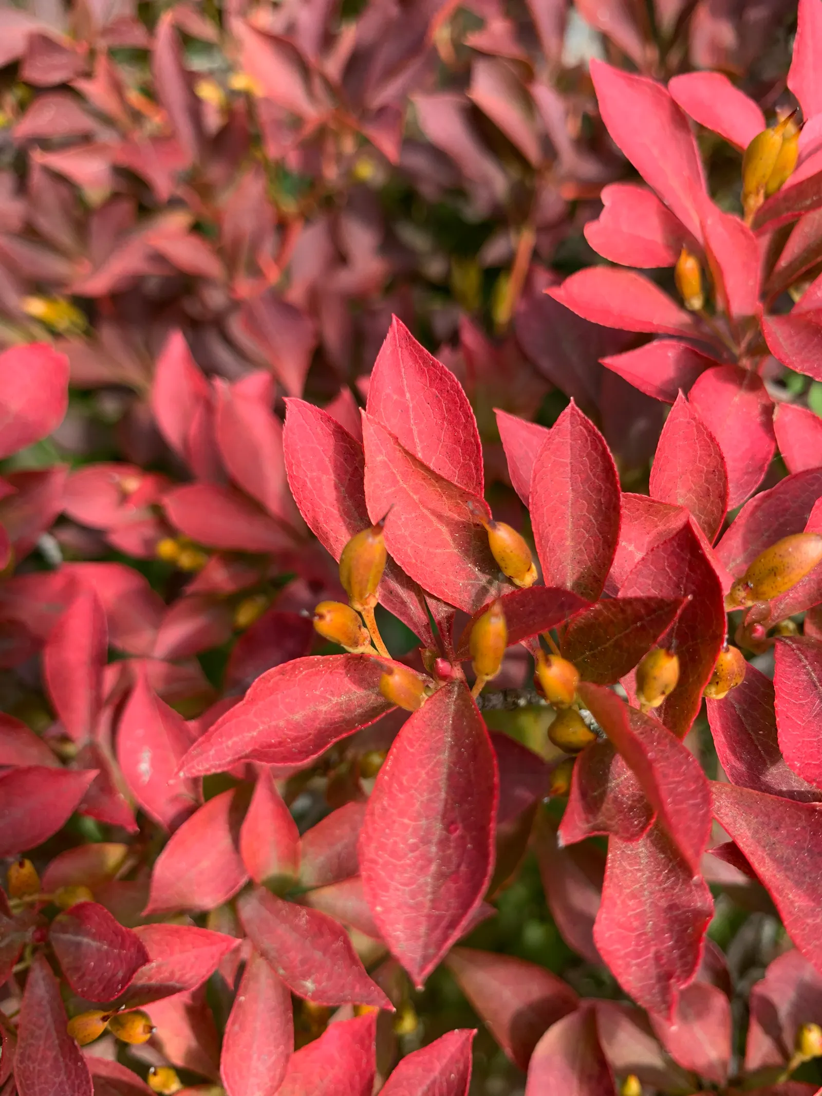 Enkianthus (Enkianthus Cam. 'Albiflorus') — bell-shaped flowers that adorn the plant in spring