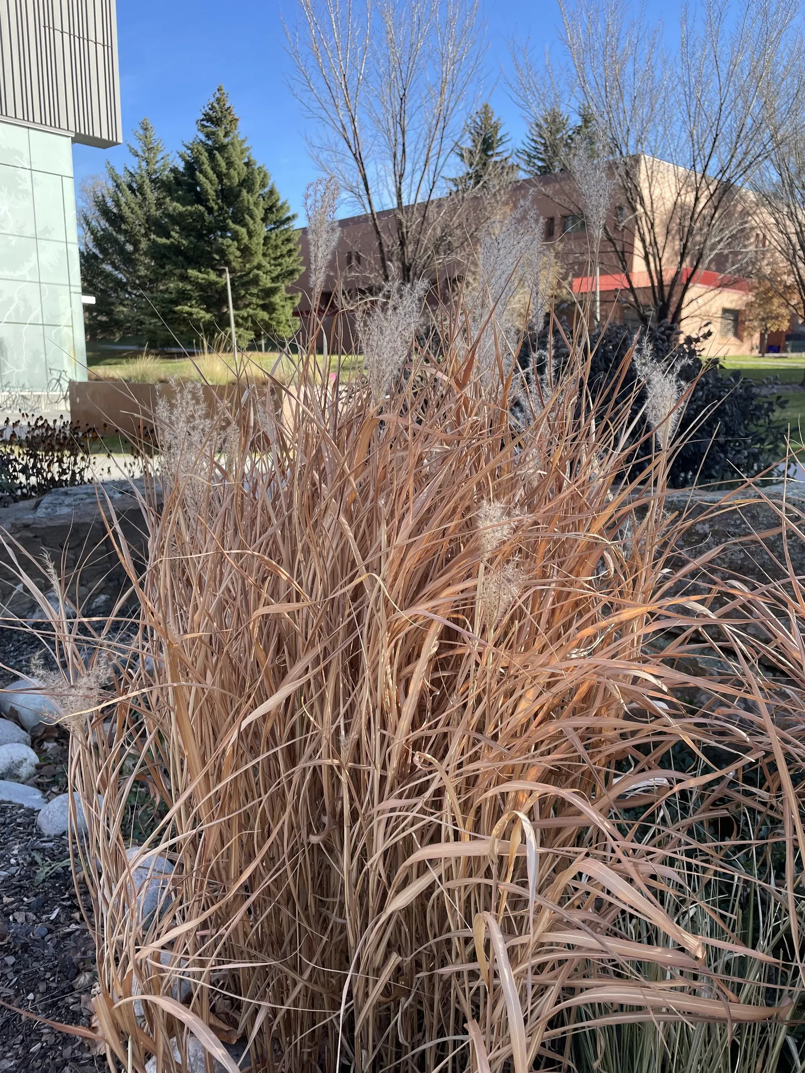 Adagio Eulalia Grass (Miscanthus Sinensis 'Adagio') — commonly referred to as Adagio Eulalia Grass