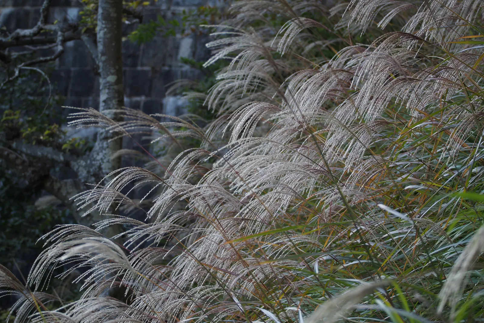 Adagio Eulalia Grass (Miscanthus Sinensis 'Adagio') — low-maintenance perennial provides excellent texture and movement to gardens and thrives in full sun