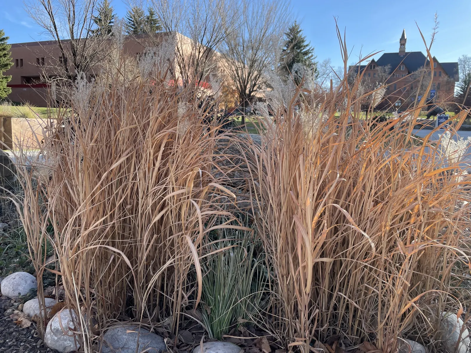 Adagio Eulalia Grass (Miscanthus Sinensis 'Adagio') — It boasts fine, silver-green foliage that turns golden-bronze in fall