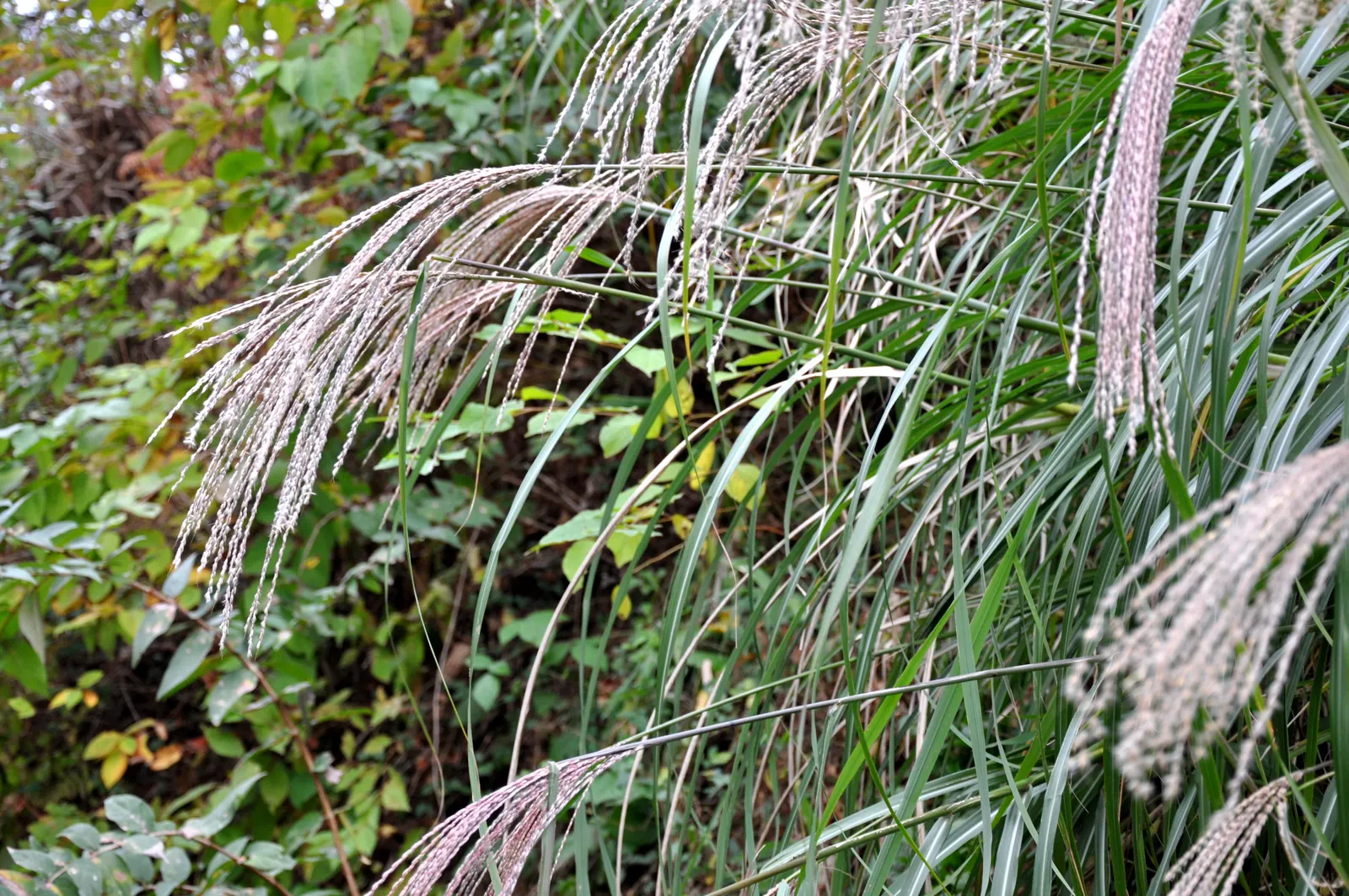 Adagio Eulalia Grass (Miscanthus Sinensis 'Adagio') — This dwarf cultivar typically reaches heights of 3 to 4 feet with an equal spread