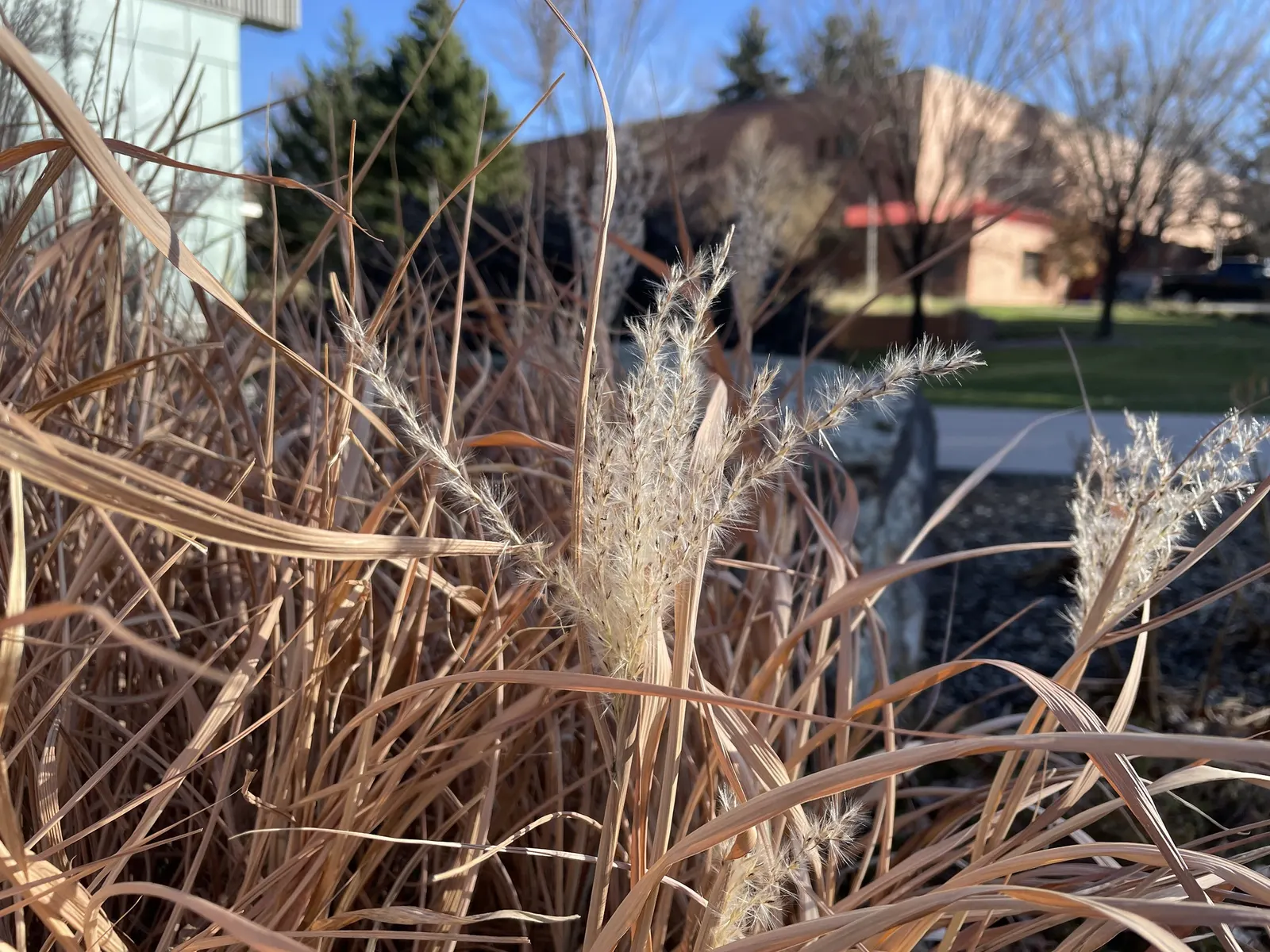 Adagio Eulalia Grass (Miscanthus Sinensis 'Adagio') — Feathery, silver-pink plumes rise above the foliage in late summer, maturing to white