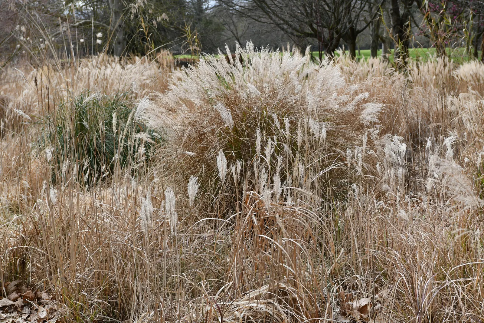 Adagio Eulalia Grass (Miscanthus Sinensis 'Adagio') — Adagio Eulalia Grass (Miscanthus sinensis 'Adagio') is a compact ornamental grass reaching 3 to 4 feet