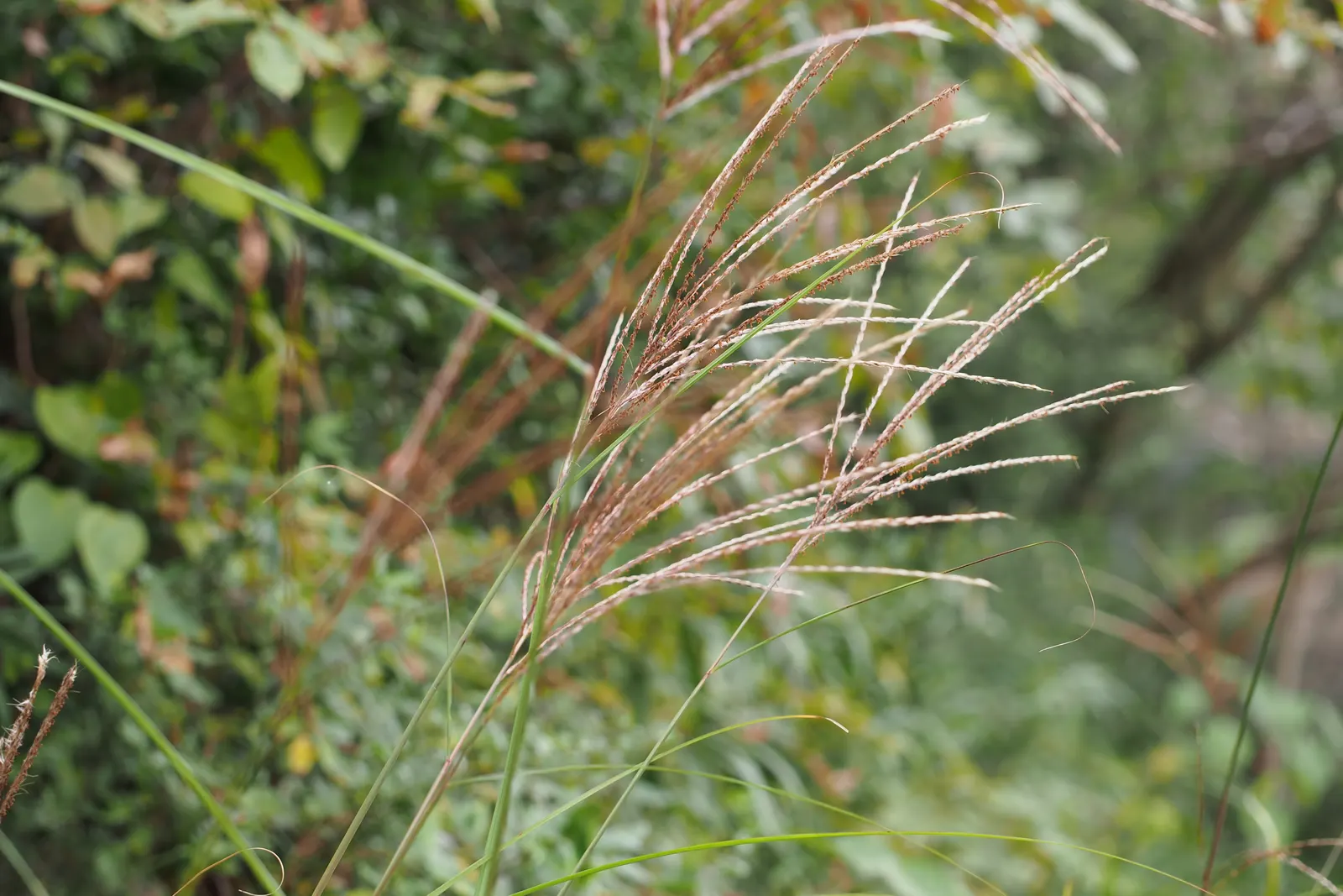 Adagio Eulalia Grass (Miscanthus Sinensis 'Adagio') — is a compact and graceful ornamental grass known for its fine-textured foliage and neat