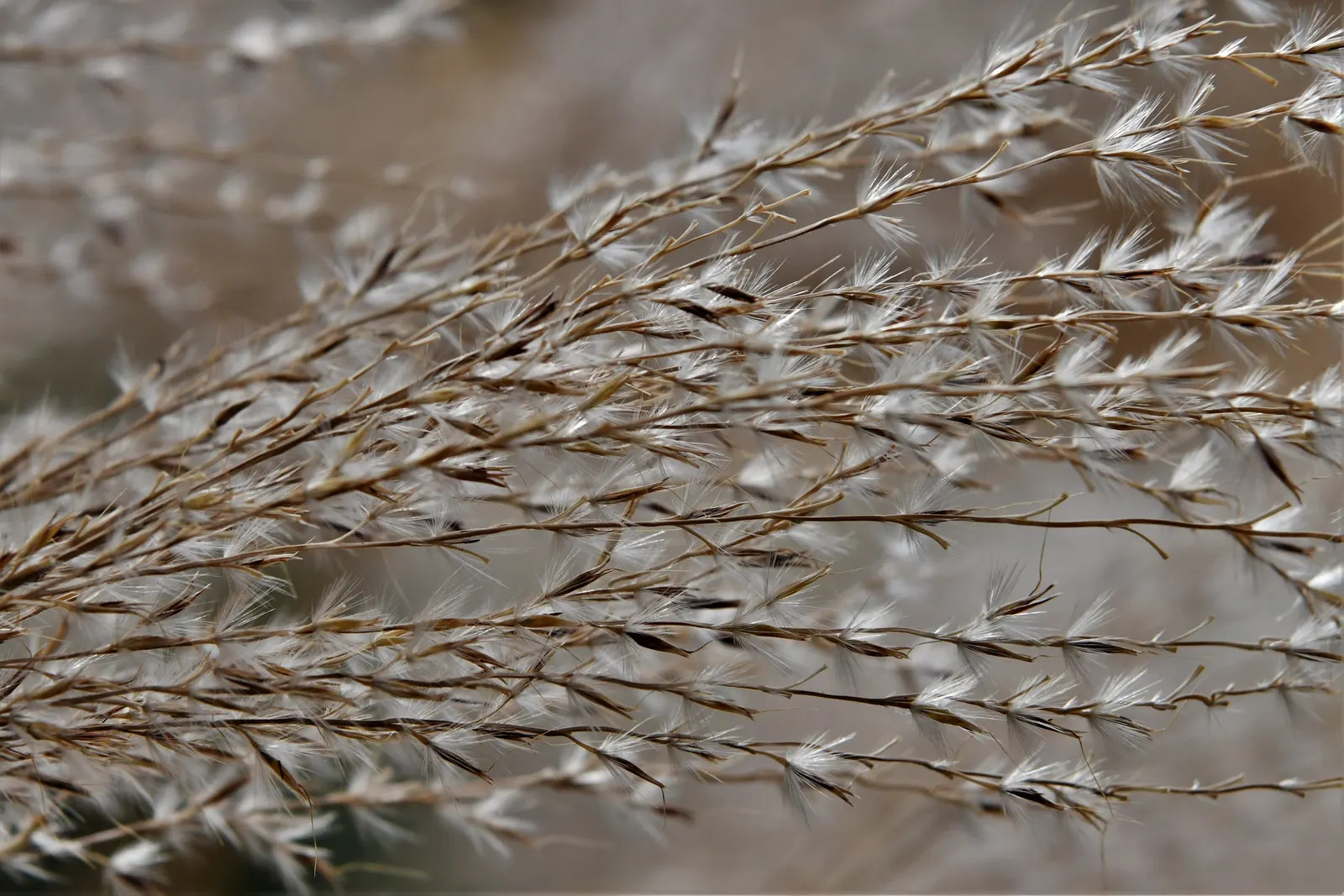 Adagio Eulalia Grass (Miscanthus Sinensis 'Adagio') — silver-green blades that arch elegantly