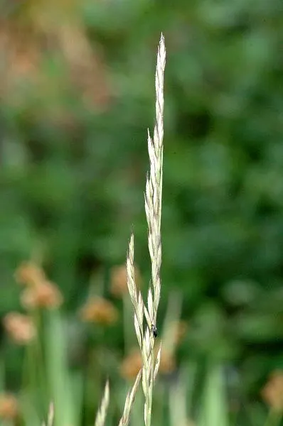 Creeping Red Fescue, Red Fescue (Festuca Rubra) — Ideal for temperate regions, it tolerates light foot traffic and partial sunlight; creeping Red, image 63