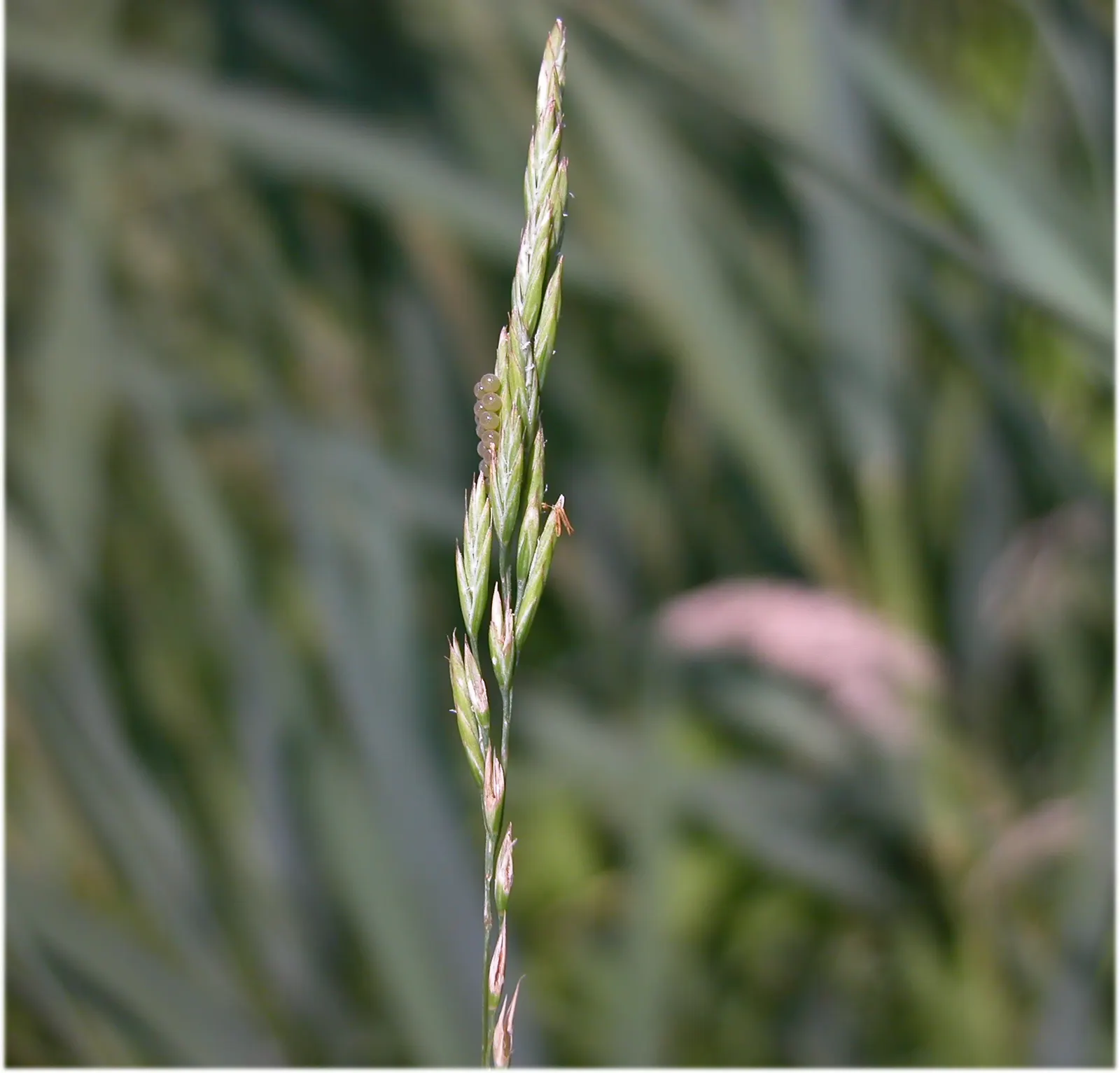 Creeping Red Fescue, Red Fescue (Festuca Rubra) — Festuca rubra has a remarkable ability to adapt to a wide range of soil types; showcasing its, image 54