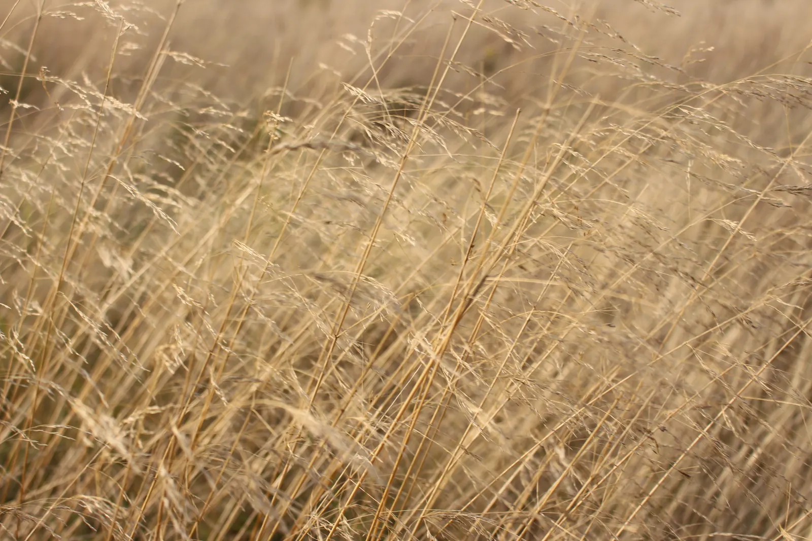 Creeping Red Fescue, Red Fescue (Festuca Rubra) — making it an excellent choice for a range of landscaping designs, image 48