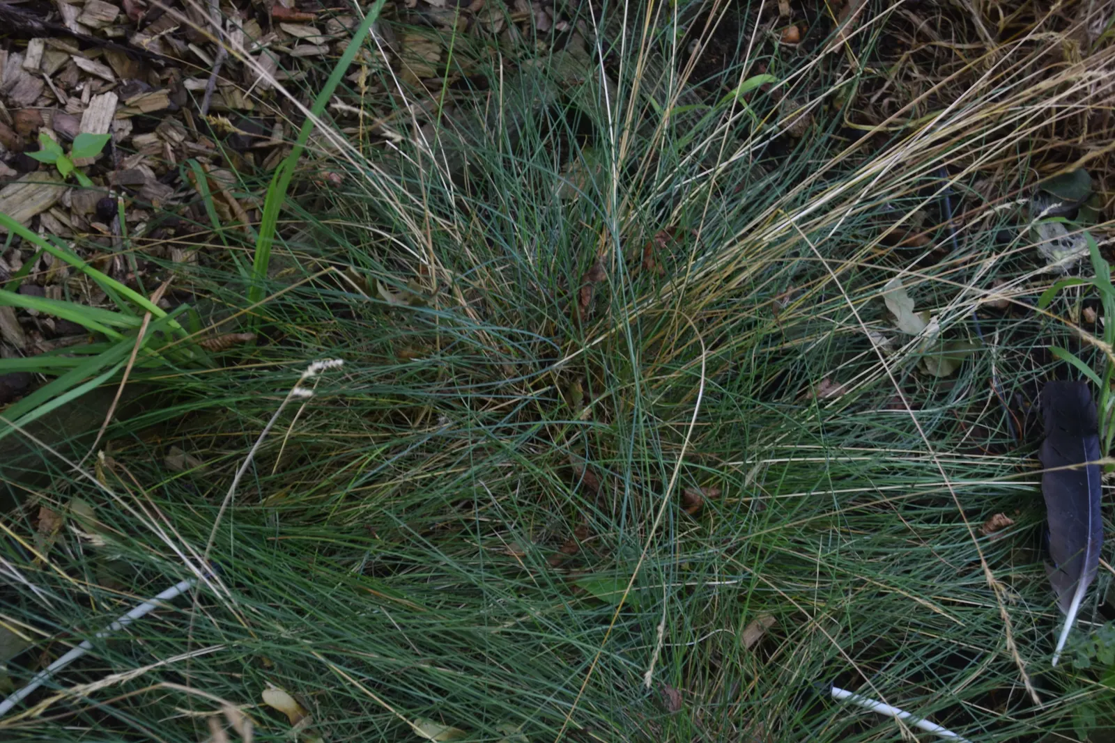 Creeping Red Fescue, Red Fescue (Festuca Rubra) — It establishes dense, deep root systems, thriving in well-drained soils