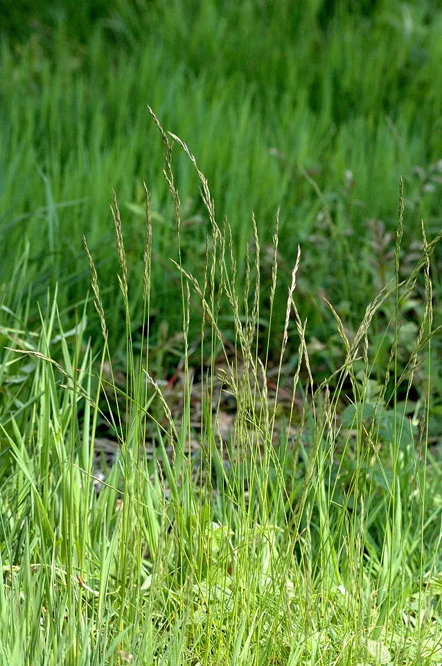 Creeping Red Fescue, Red Fescue (Festuca Rubra) — valued for its shade tolerance and low maintenance; this grass variety is known for its creeping, image 59