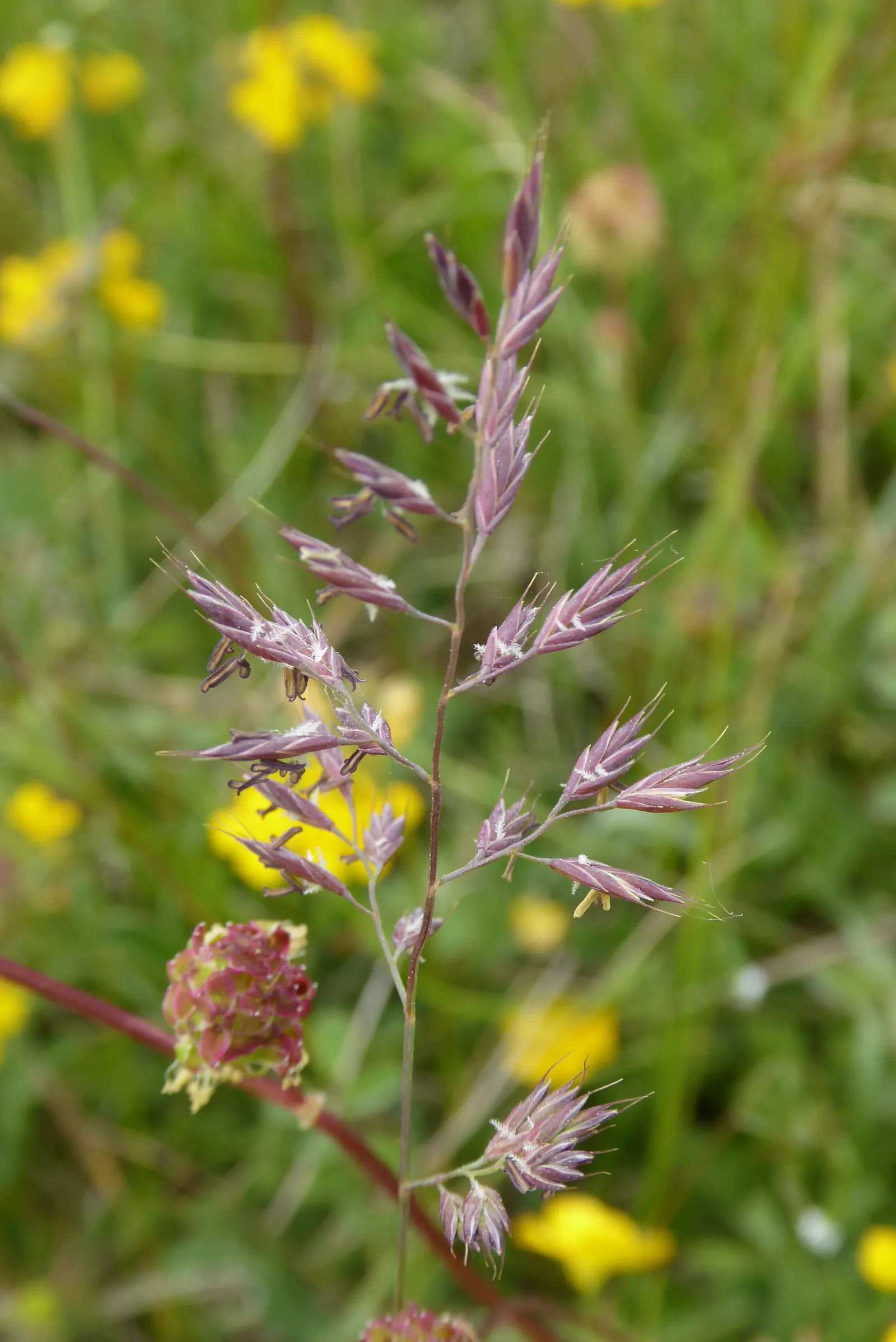 Creeping Red Fescue, Red Fescue (Festuca Rubra) — Creeping Red Fescue (Festuca rubra) is a fine-textured; this grass prefers a height of 1.5 to 2.5, image 39