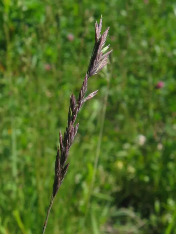 Creeping Red Fescue, Red Fescue (Festuca Rubra) — scientifically known as Festuca rubra; is an adaptable and versatile cool-season grass, image 45