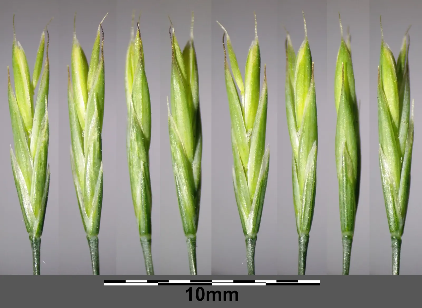 Creeping Red Fescue, Red Fescue (Festuca Rubra) — Its rich green color and hardiness suit ornamental lawns and erosion control; sustainable turf, image 43