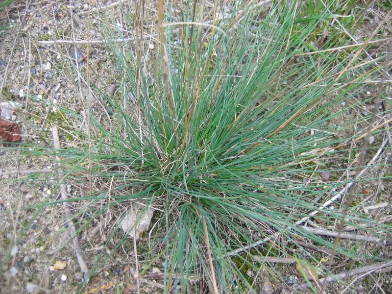 Creeping Red Fescue, Red Fescue (Festuca Rubra) — It prefers full sun to partial shade and is commendably drought-tolerant once established, image 53