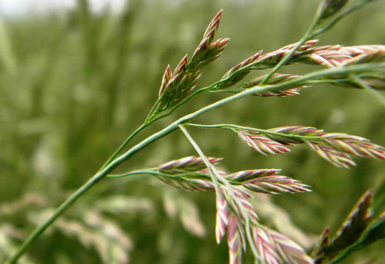 Creeping Red Fescue, Red Fescue (Festuca Rubra) — highly esteemed for its fine texture and deep green color; it establishes dense, deep root systems, thriving