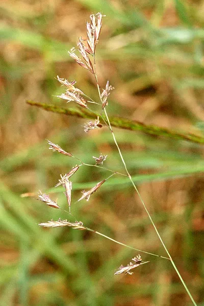 Creeping Red Fescue, Red Fescue (Festuca Rubra) — typically around 0.1 inches wide