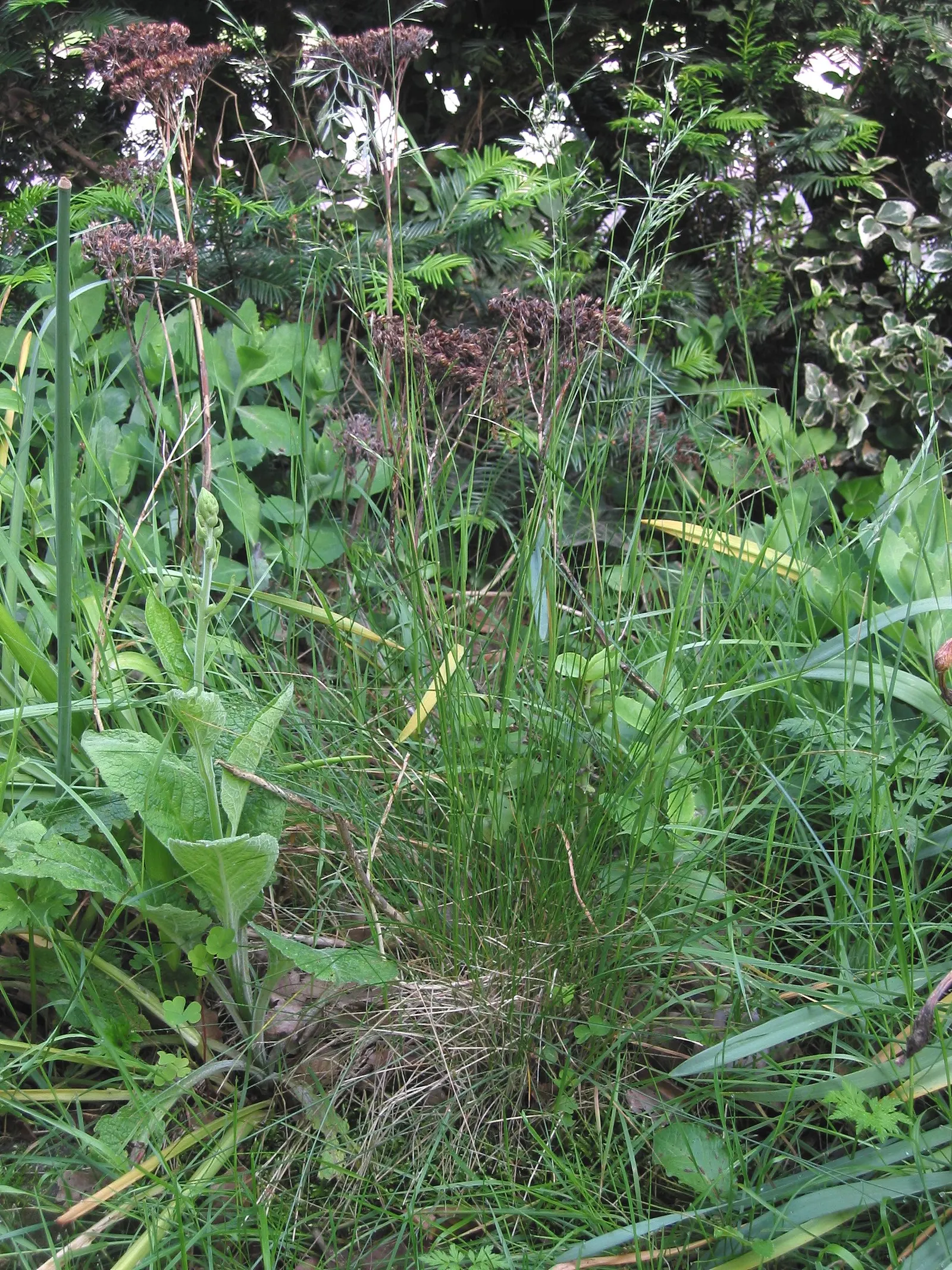 Creeping Red Fescue, Red Fescue (Festuca Rubra) — sustainable turf that can withstand light foot traffic