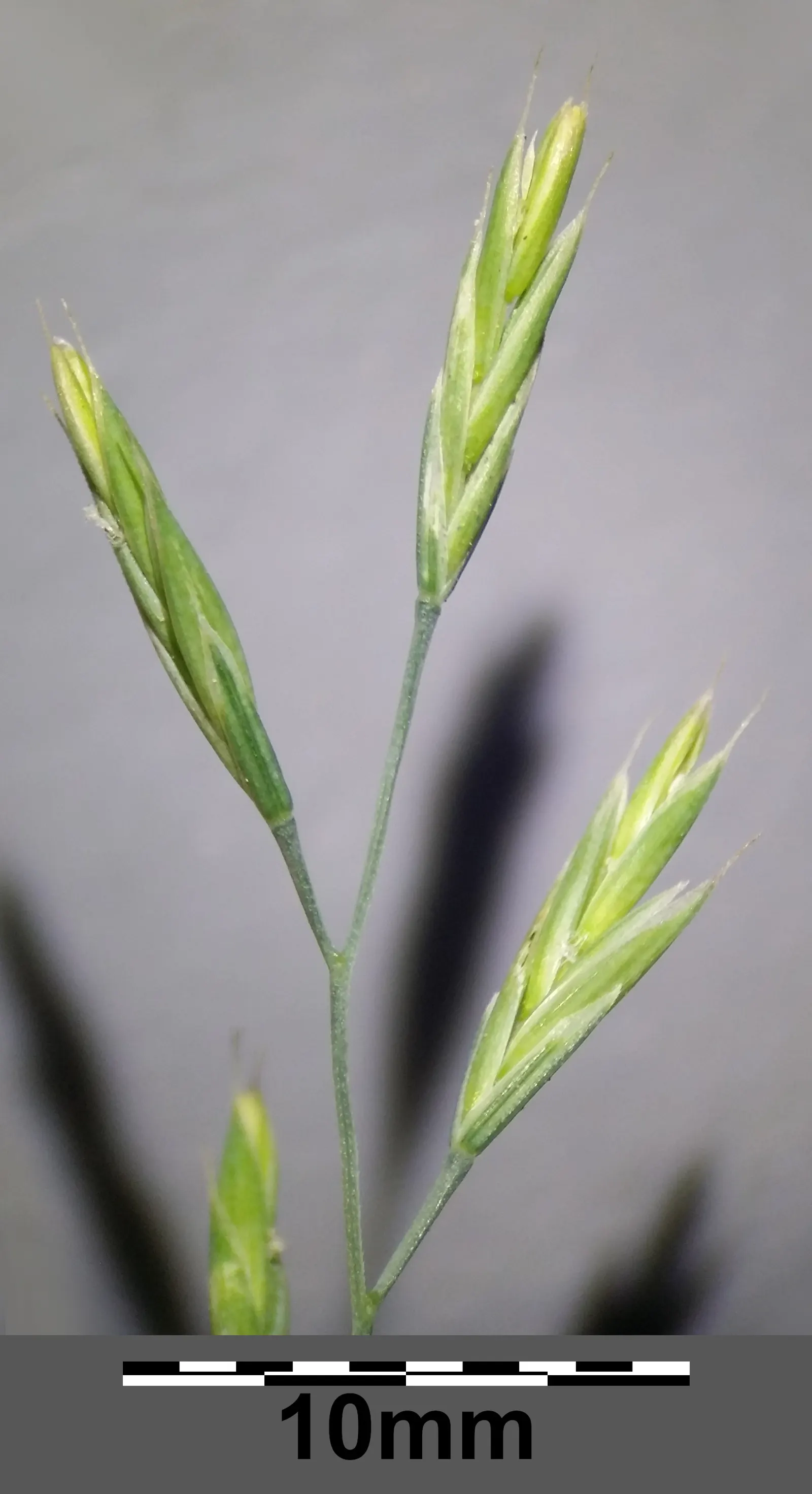 Creeping Red Fescue, Red Fescue (Festuca Rubra) — grass / ground cover for full or half or shade; festuca rubra has a remarkable ability to adapt, image 57