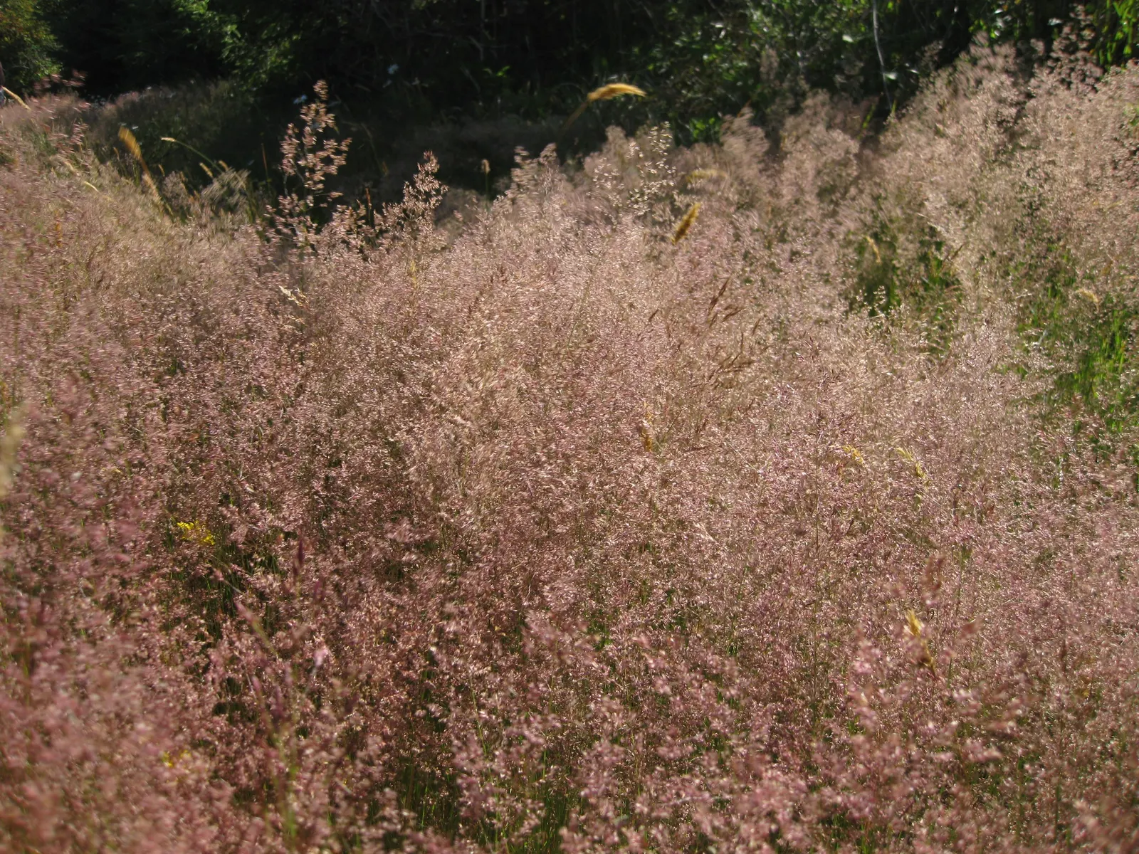 Creeping Red Fescue, Red Fescue (Festuca Rubra) — highly esteemed for its fine texture and deep green color; it establishes dense, deep root, image 47