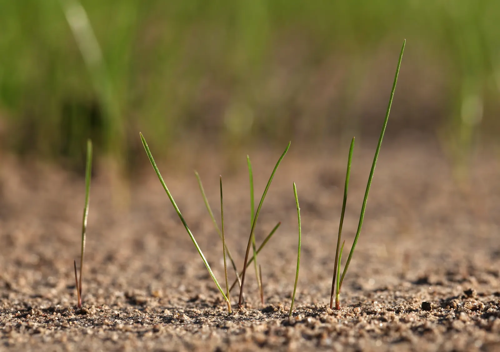 Creeping Red Fescue, Red Fescue (Festuca Rubra) — highly esteemed for its fine texture and deep green color