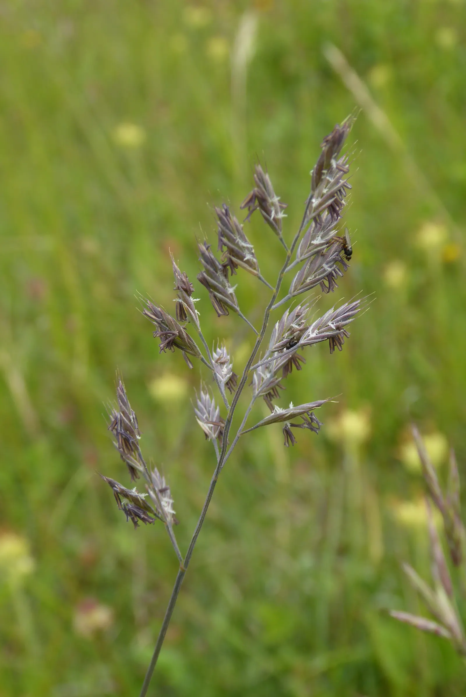 Creeping Red Fescue, Red Fescue (Festuca Rubra) — This grass variety is known for its creeping rhizomes; although it flourishes best in well-drained soils